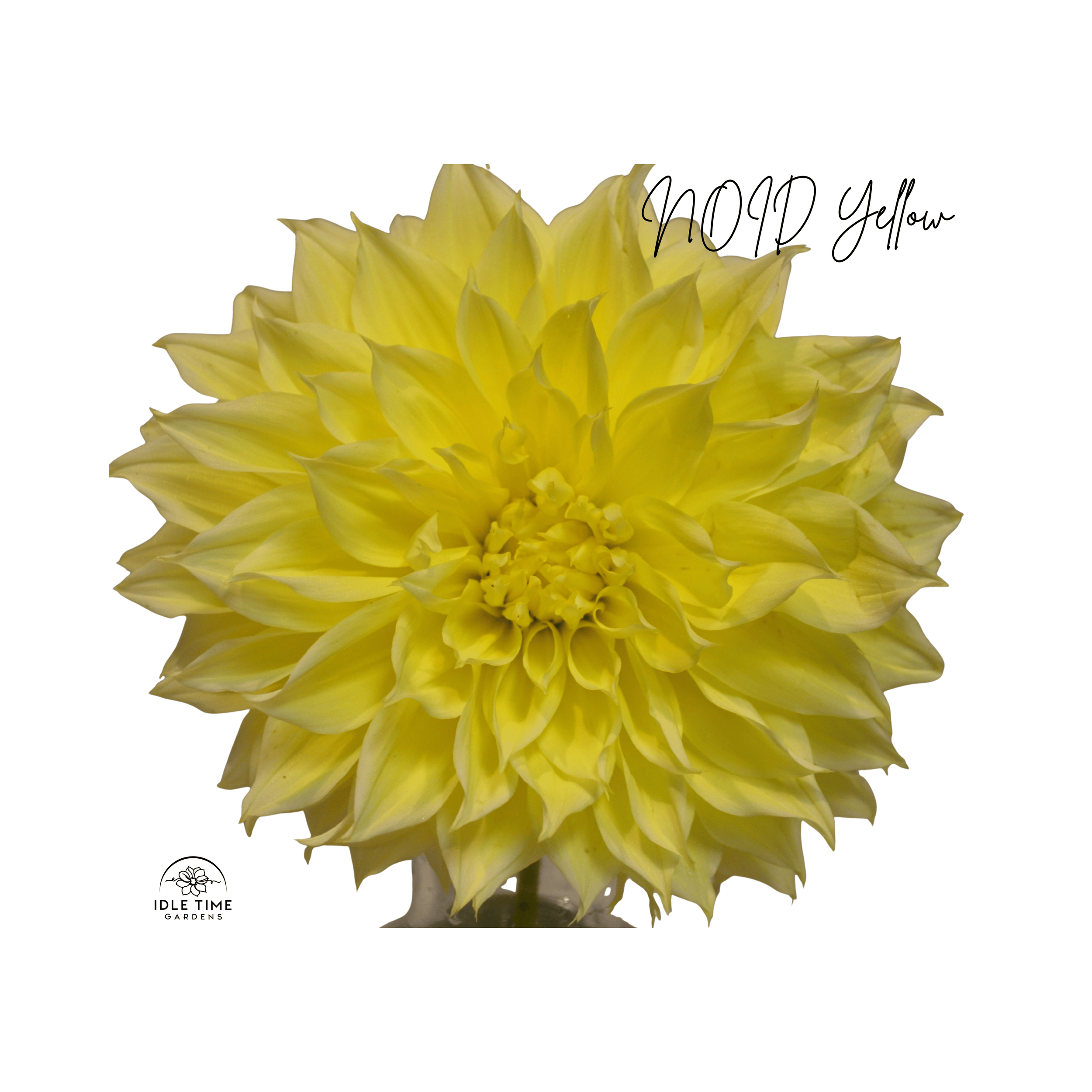 NOID Yellow - Single.png