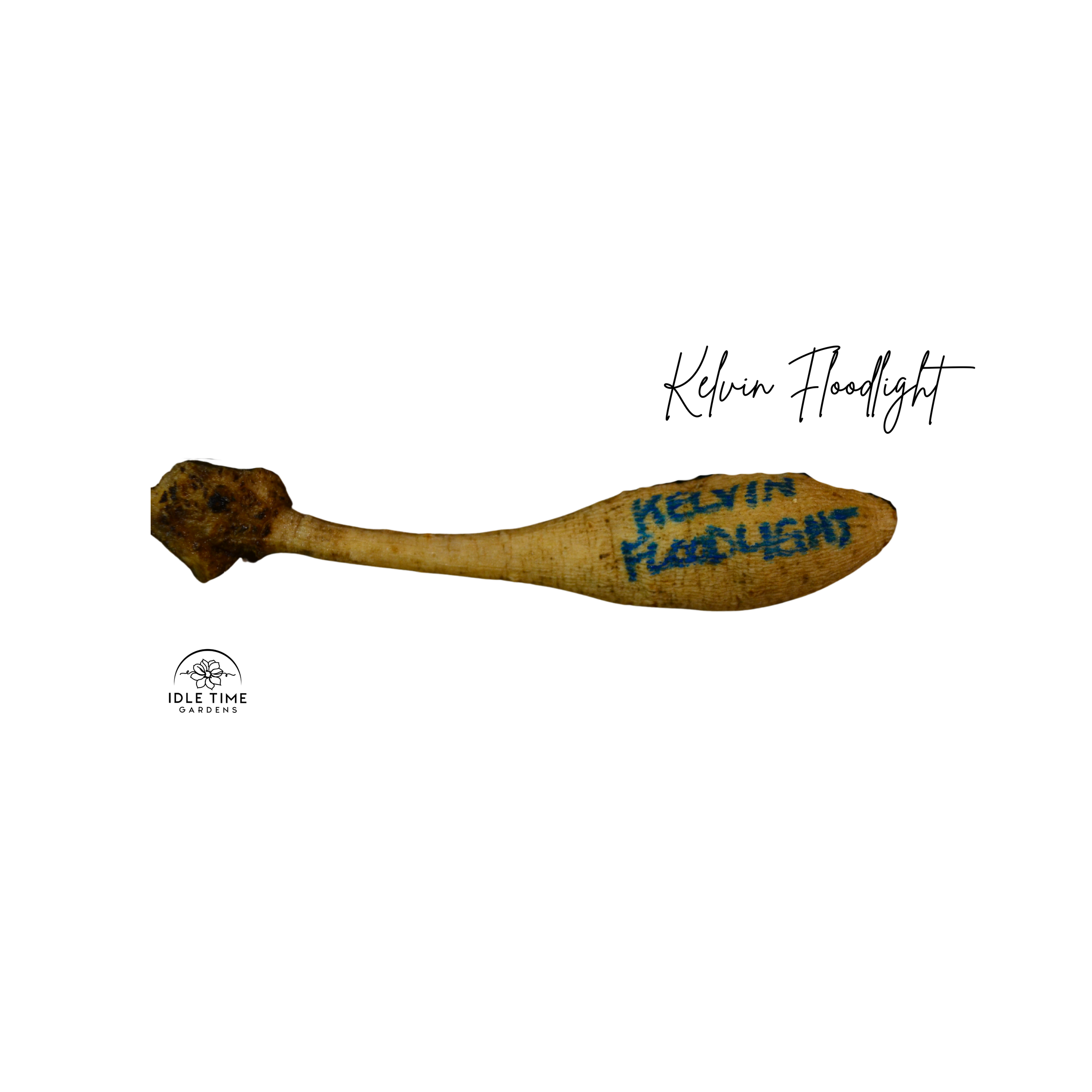 Kelvin Floodlight Tuber WT.png
