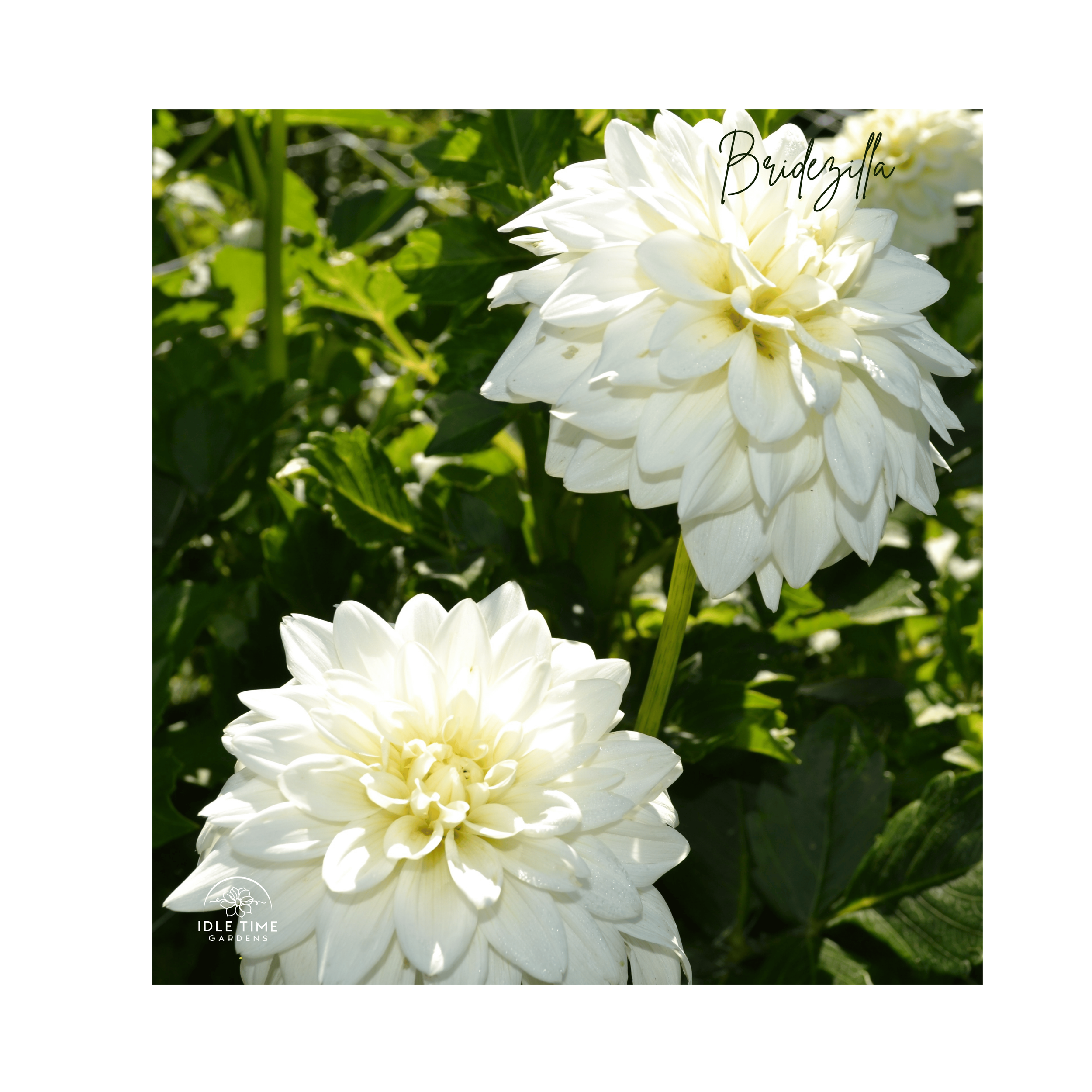 Bridezilla - In Field Group.png