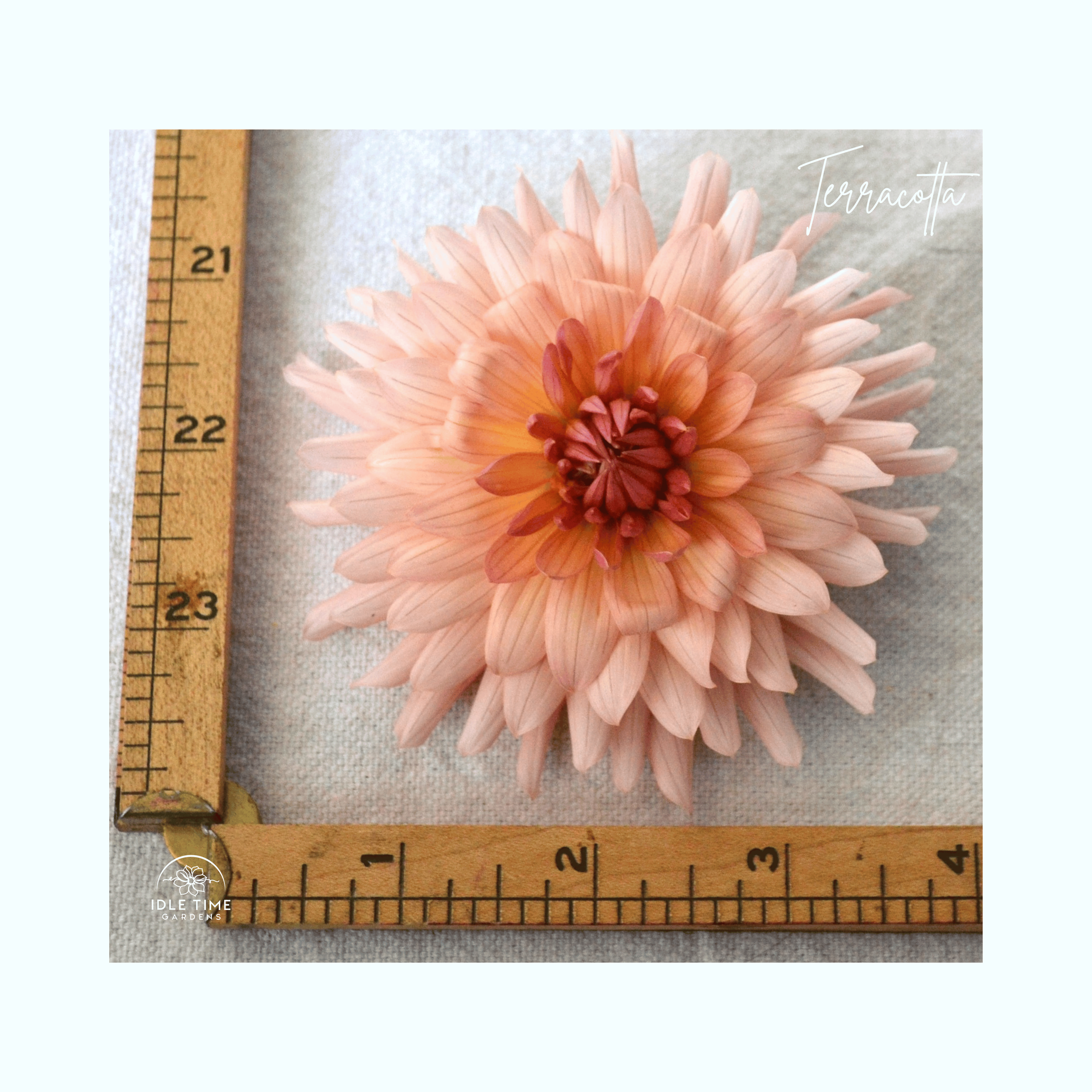 Terracotta - Measure.png