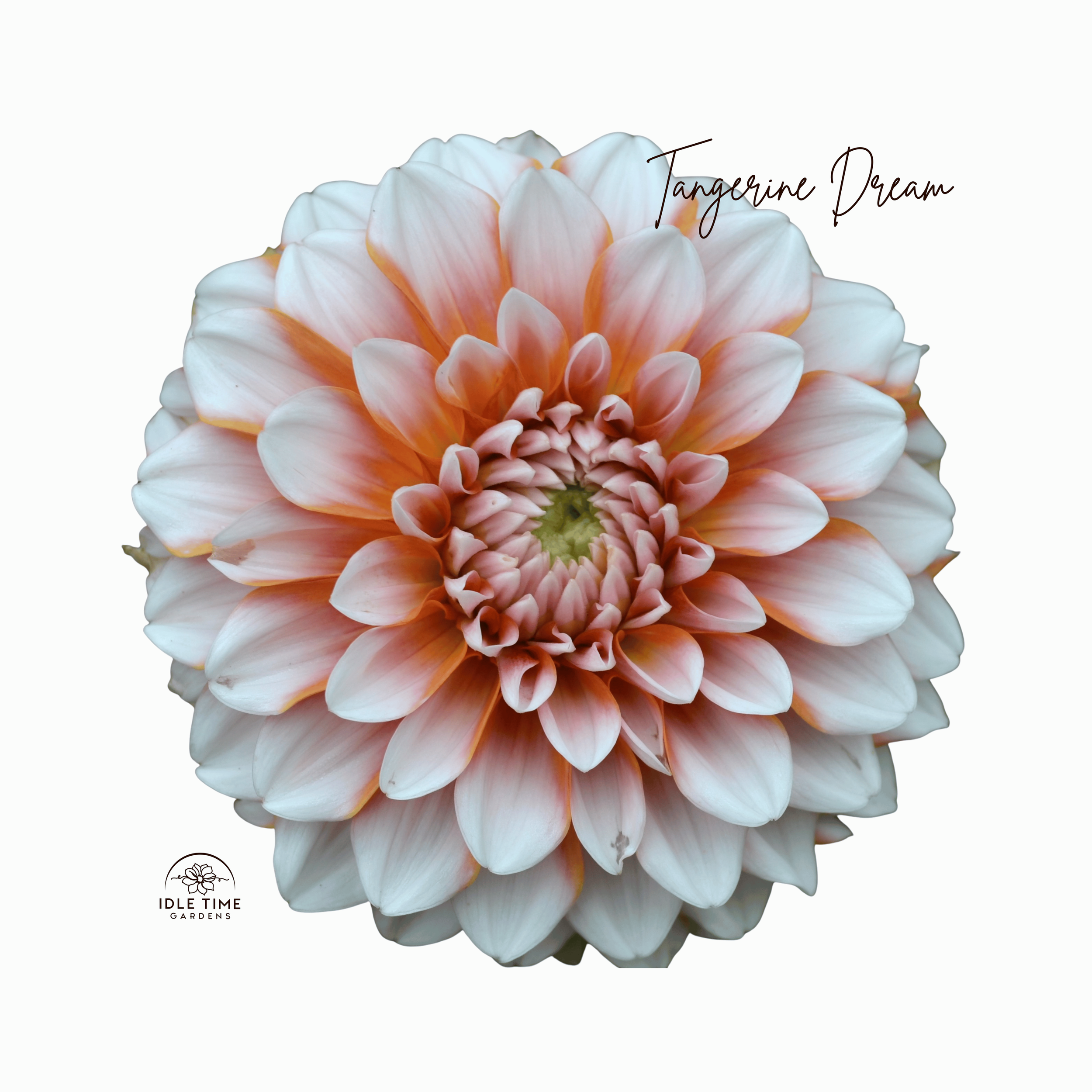 Tangerine Dream - Single.png