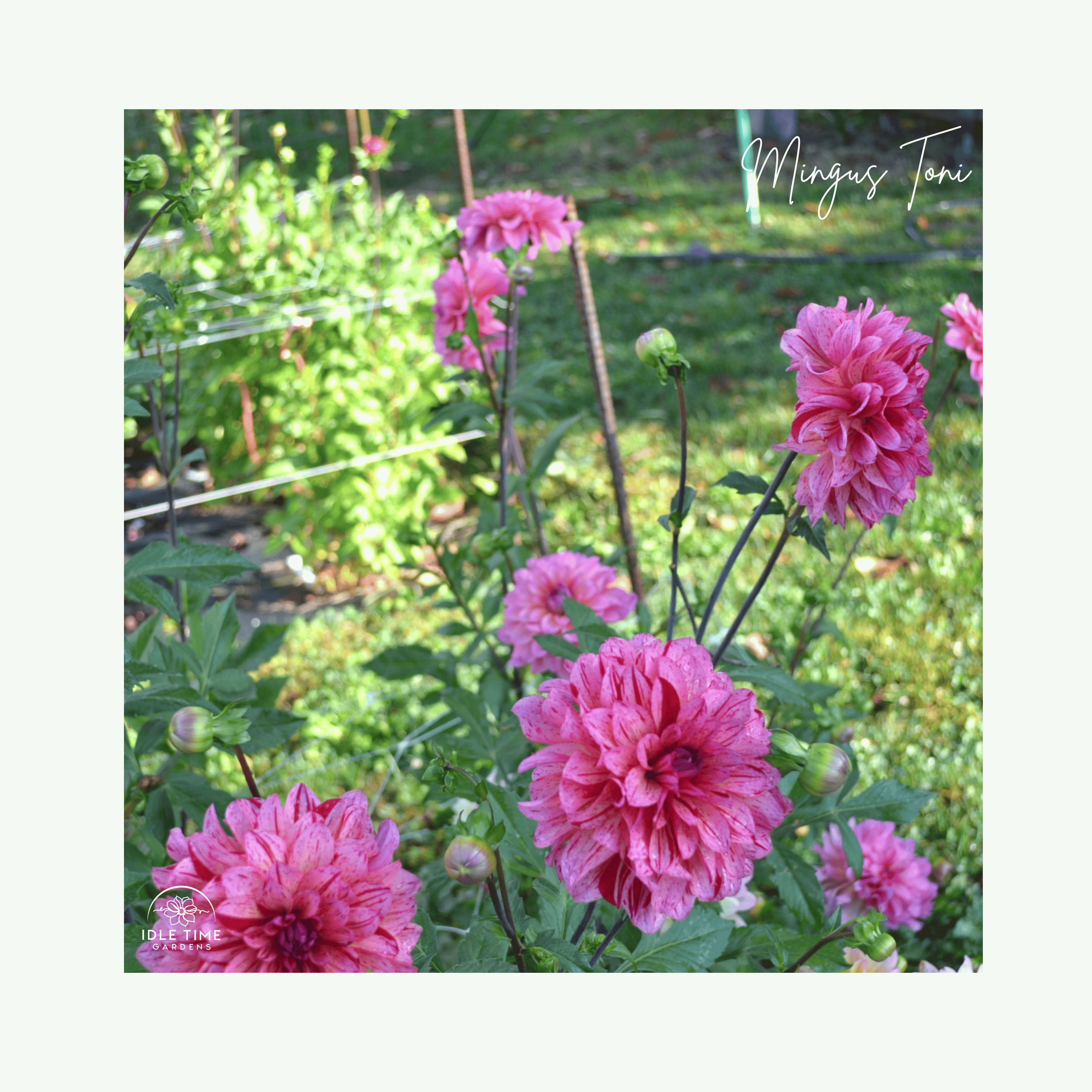 Mingus Toni - In Field Group.png