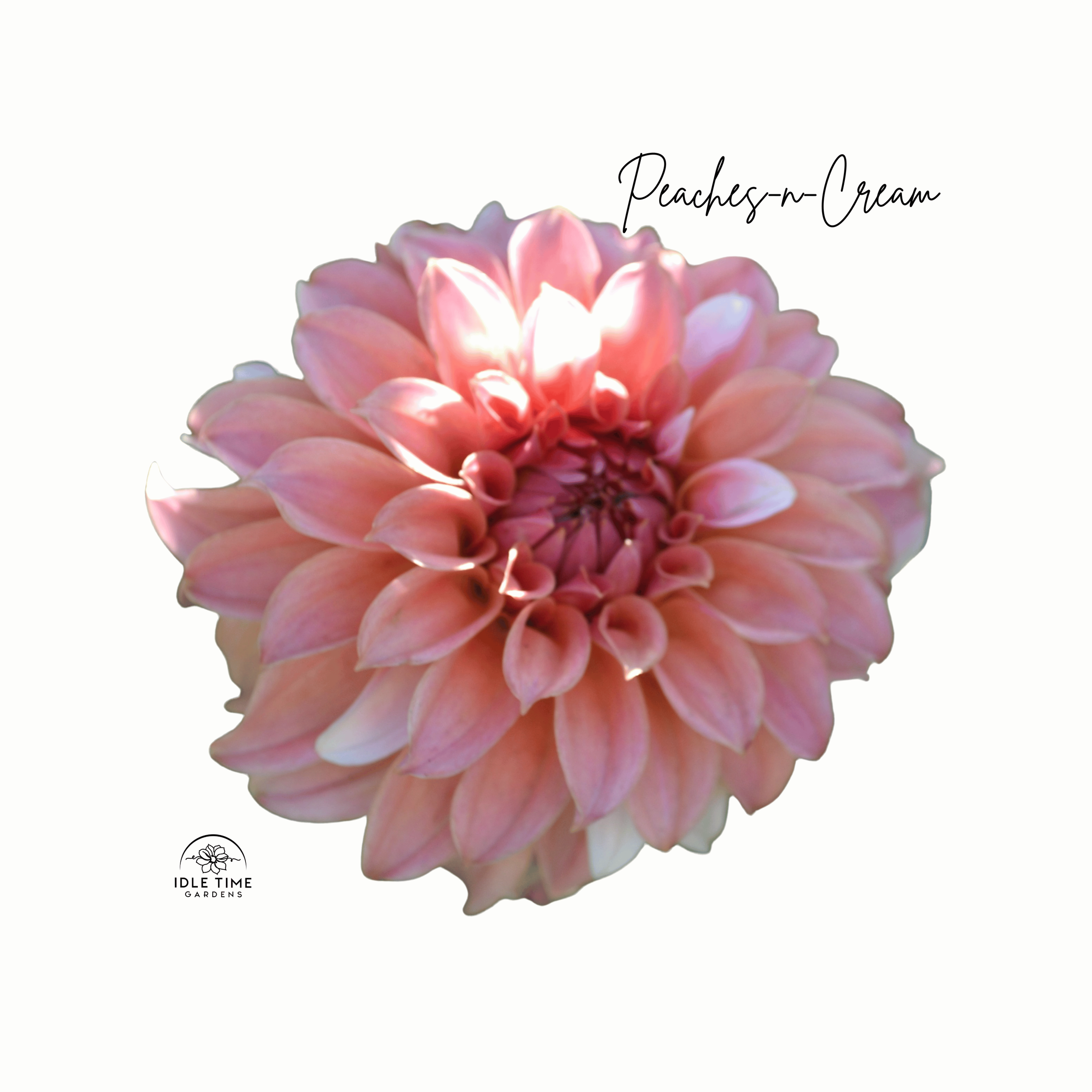 Peaches-n-Cream - Single.png