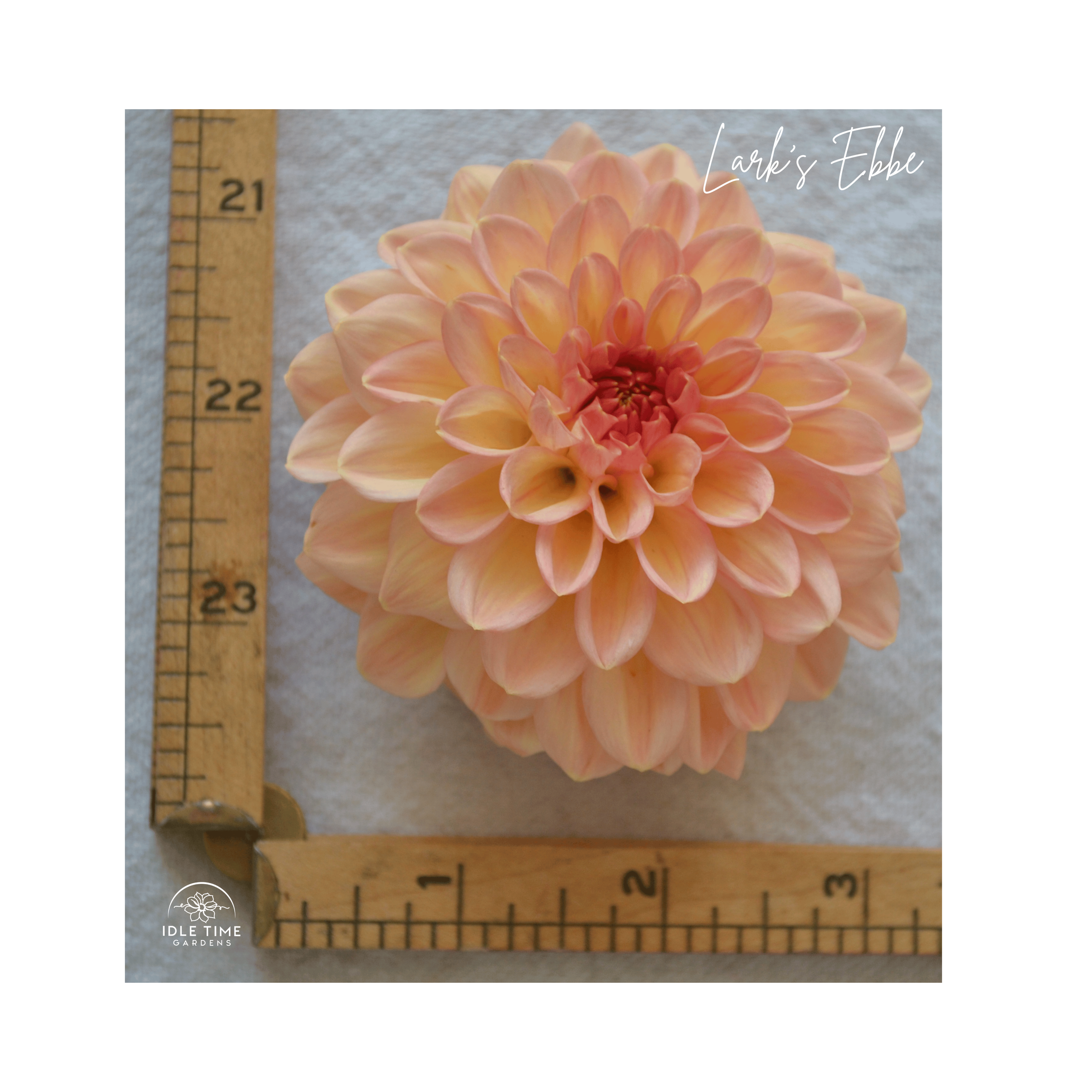 Lark’s Ebbe - Measure.png