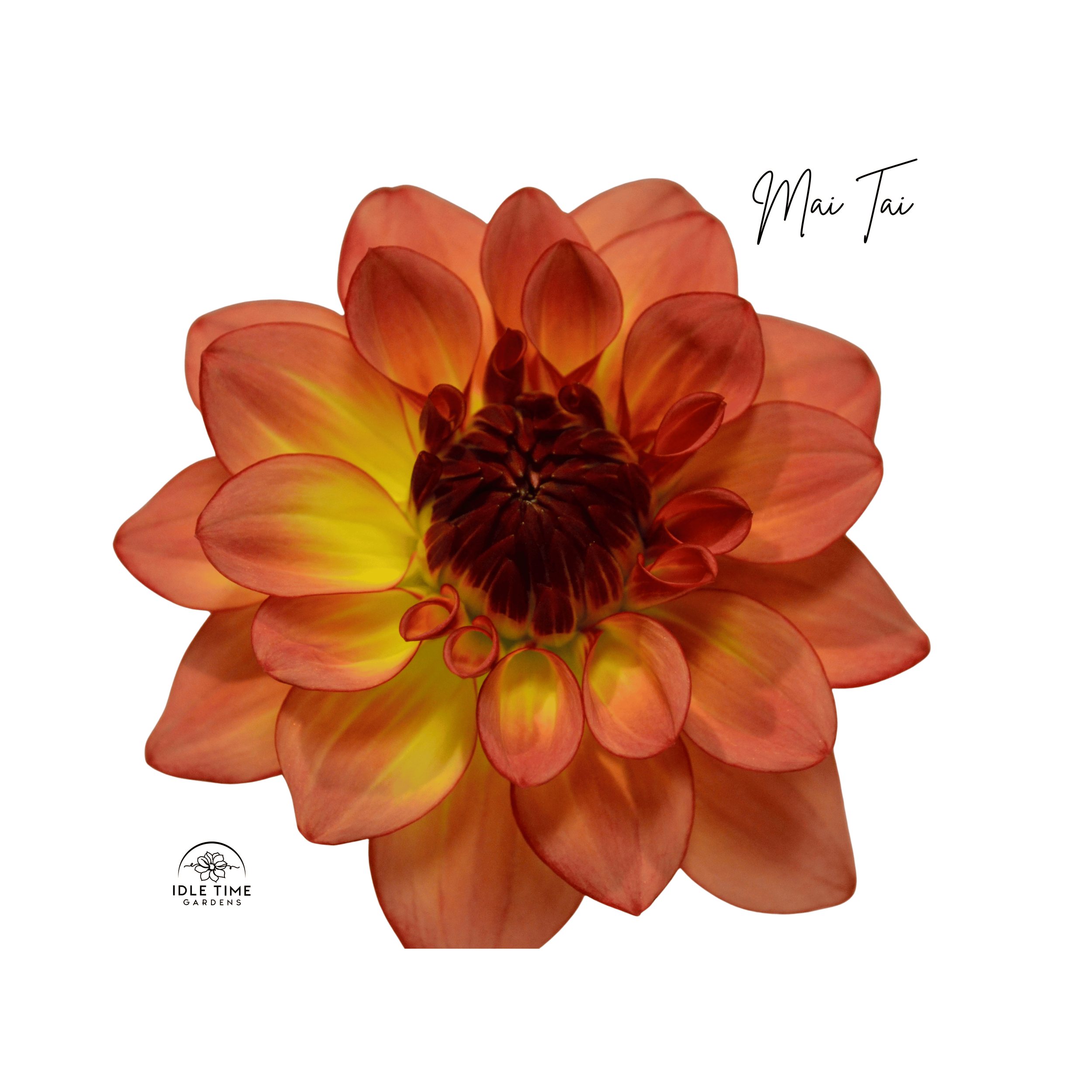 Mai Tai - Single.png