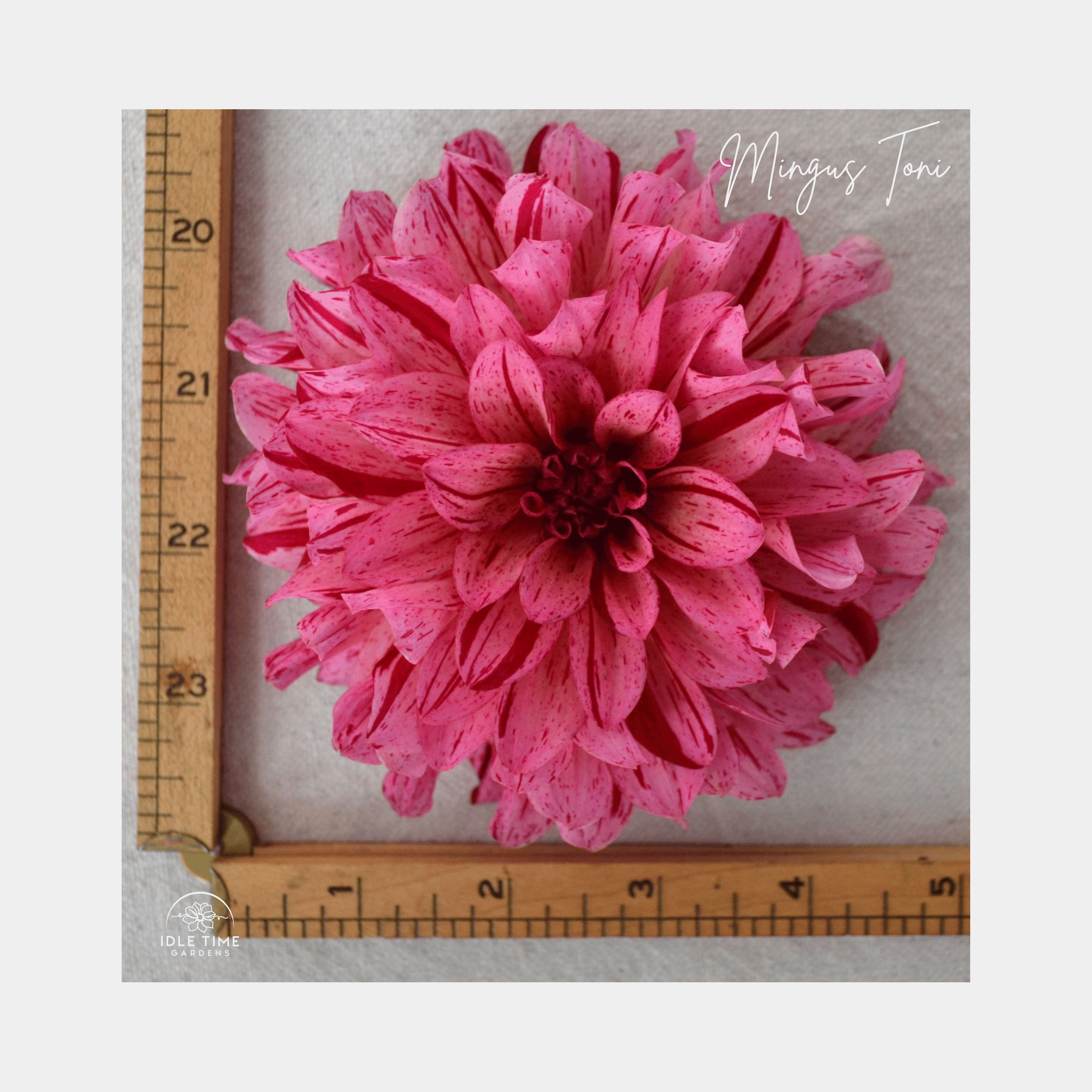 Mingus Toni - Measure.png