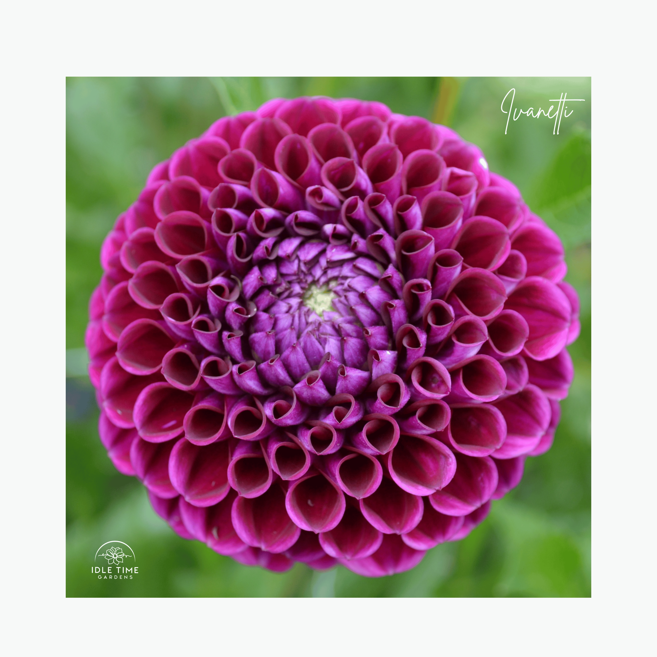 Ivanetti - In Field Single.png