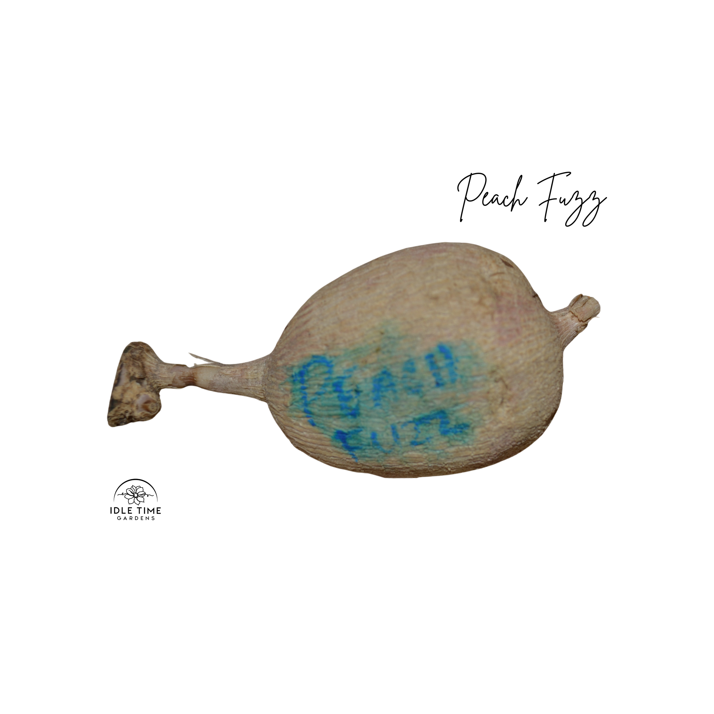 Peach Fuzz Tuber WT.png