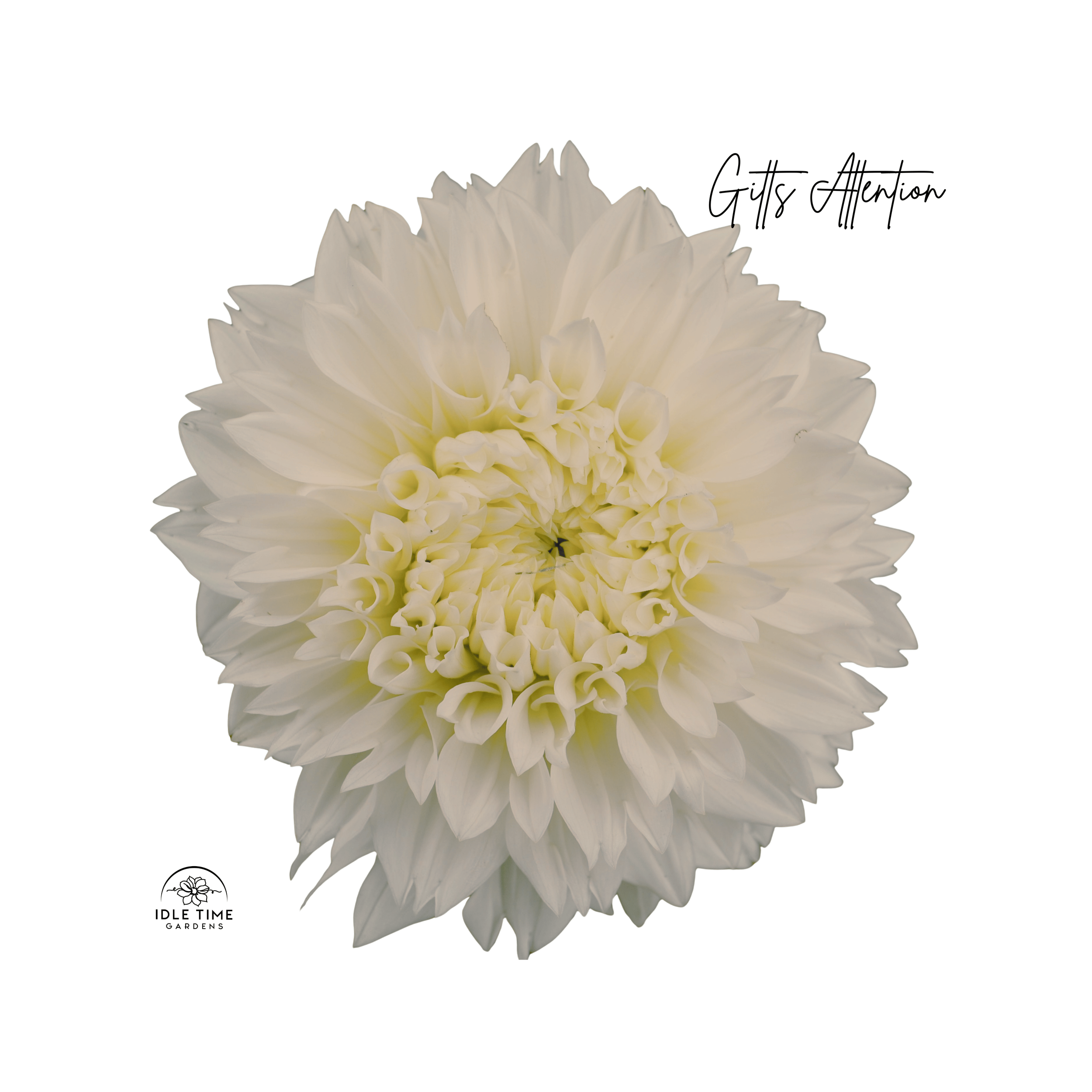 Gitts Attention - Single.png