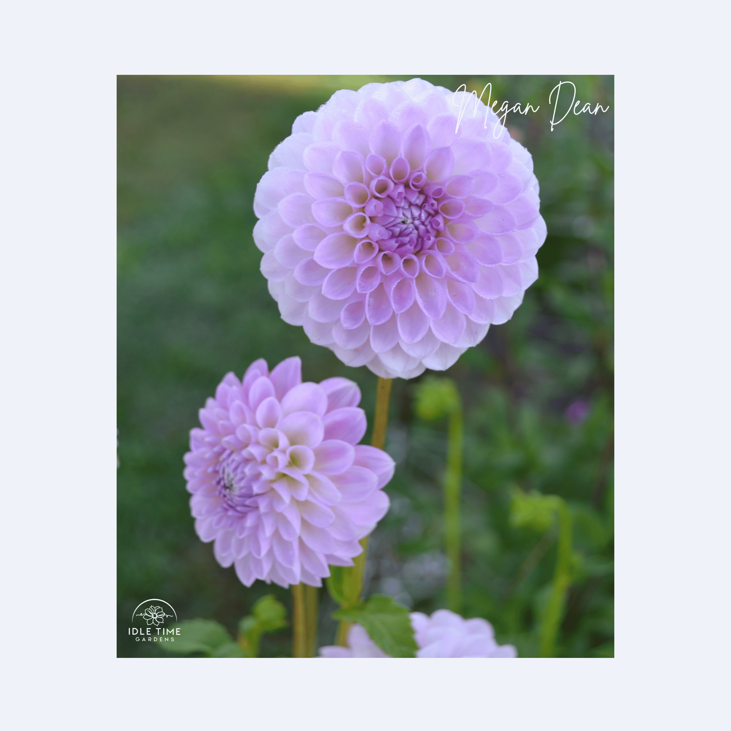 Megan Dean - In Field Group.png