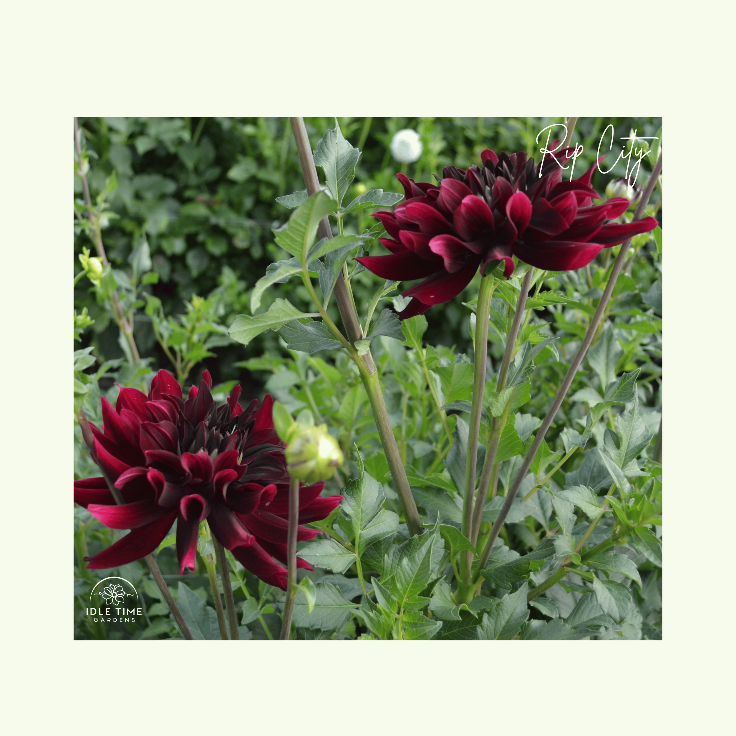 Rip City - In Field Group.png