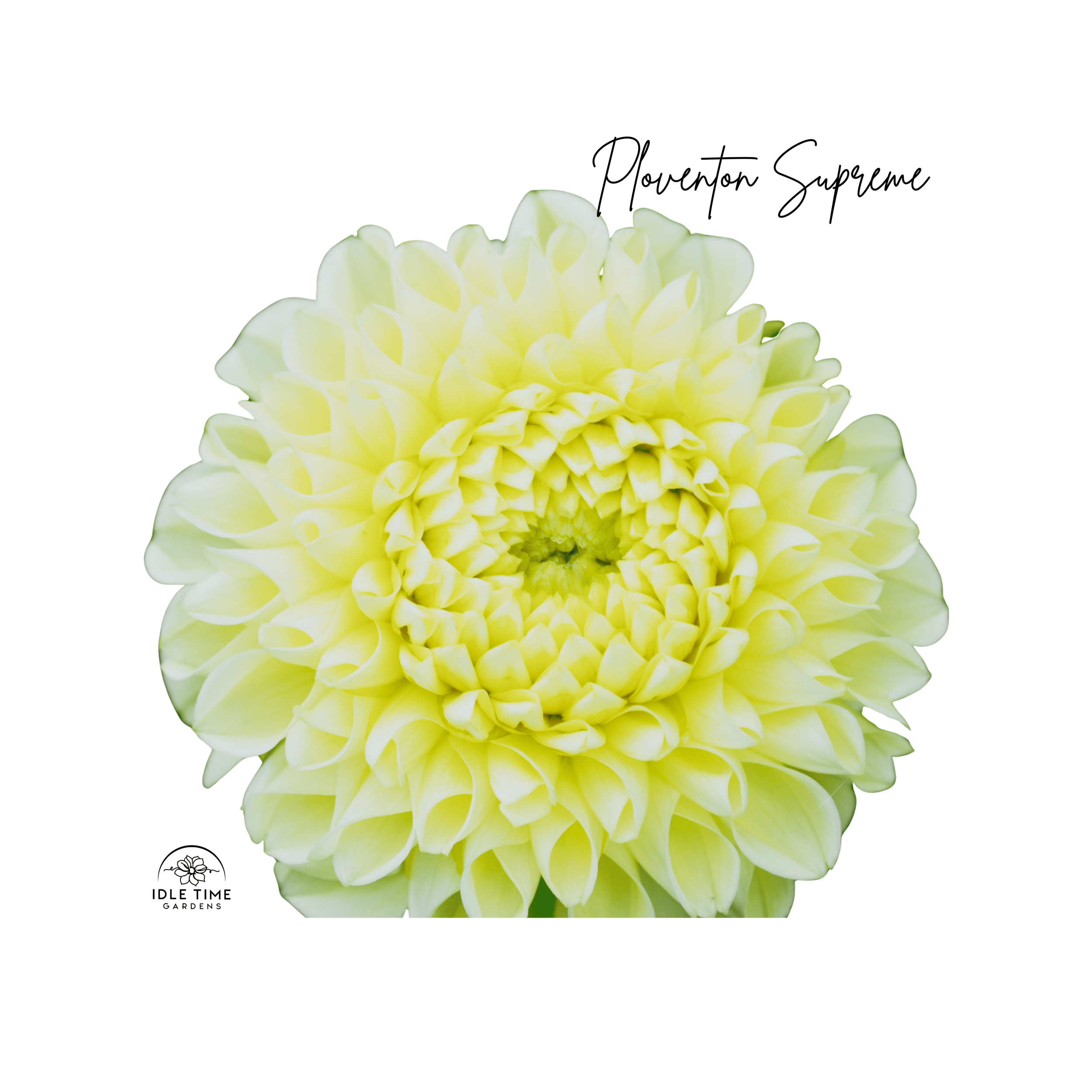 Ploventon Supreme - Single.png