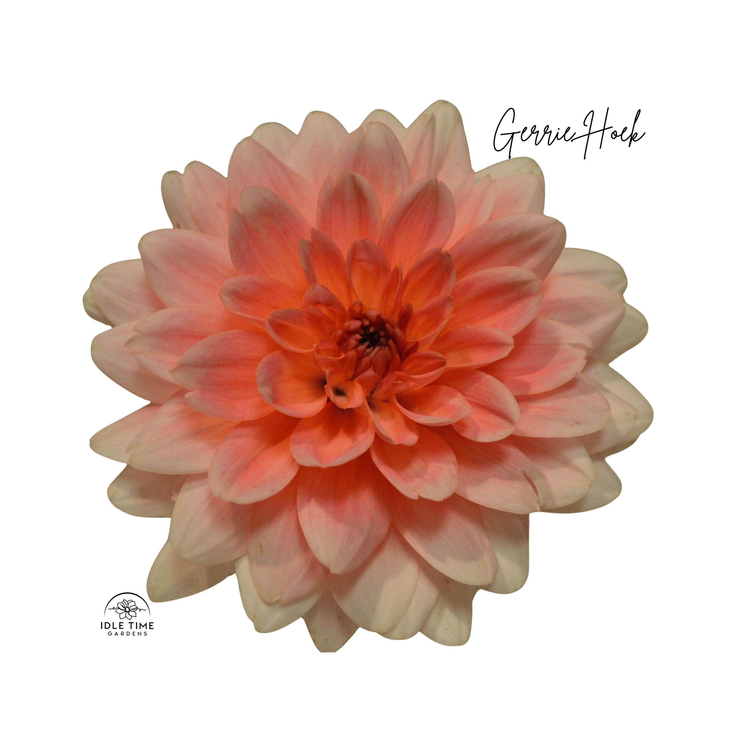 Gerrie Hoek - Single.png