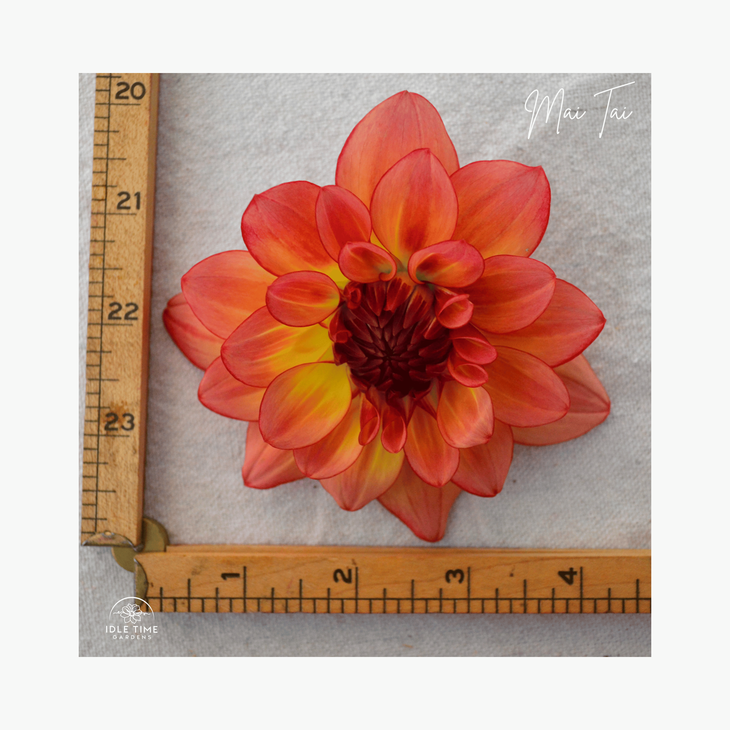 Mai Tai - Measure.png