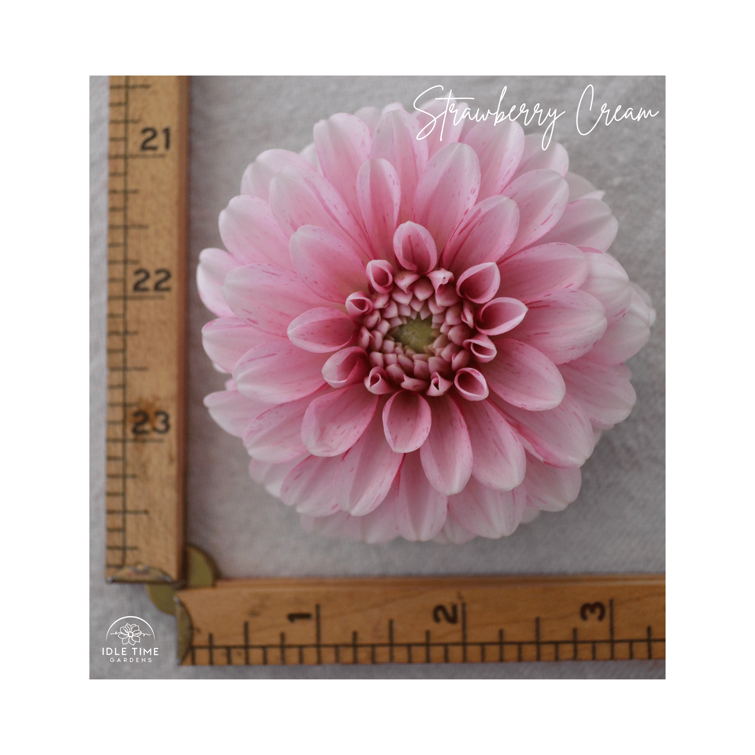 Strawberry Cream - Measure.png