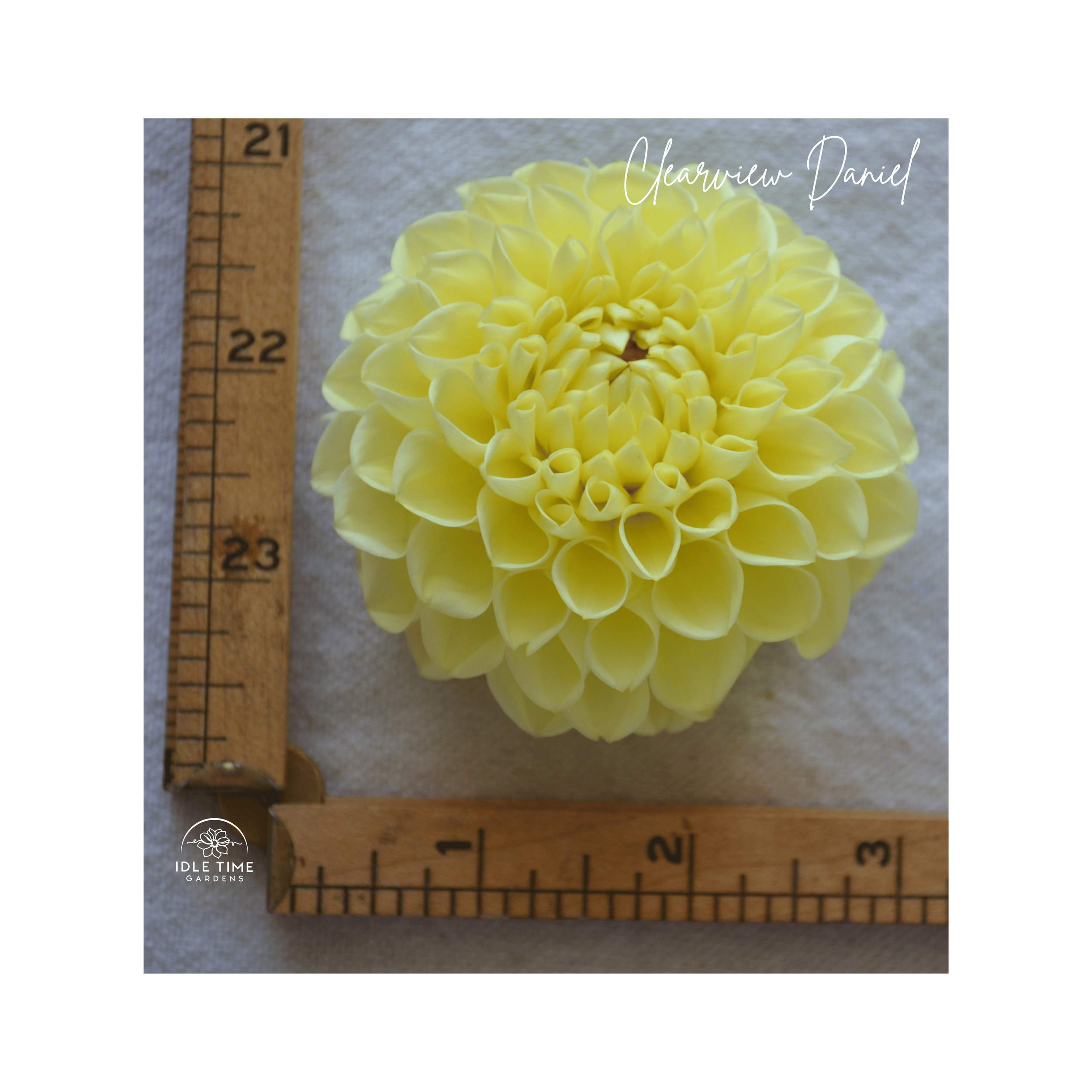 Clearview Daniel - Measure.png