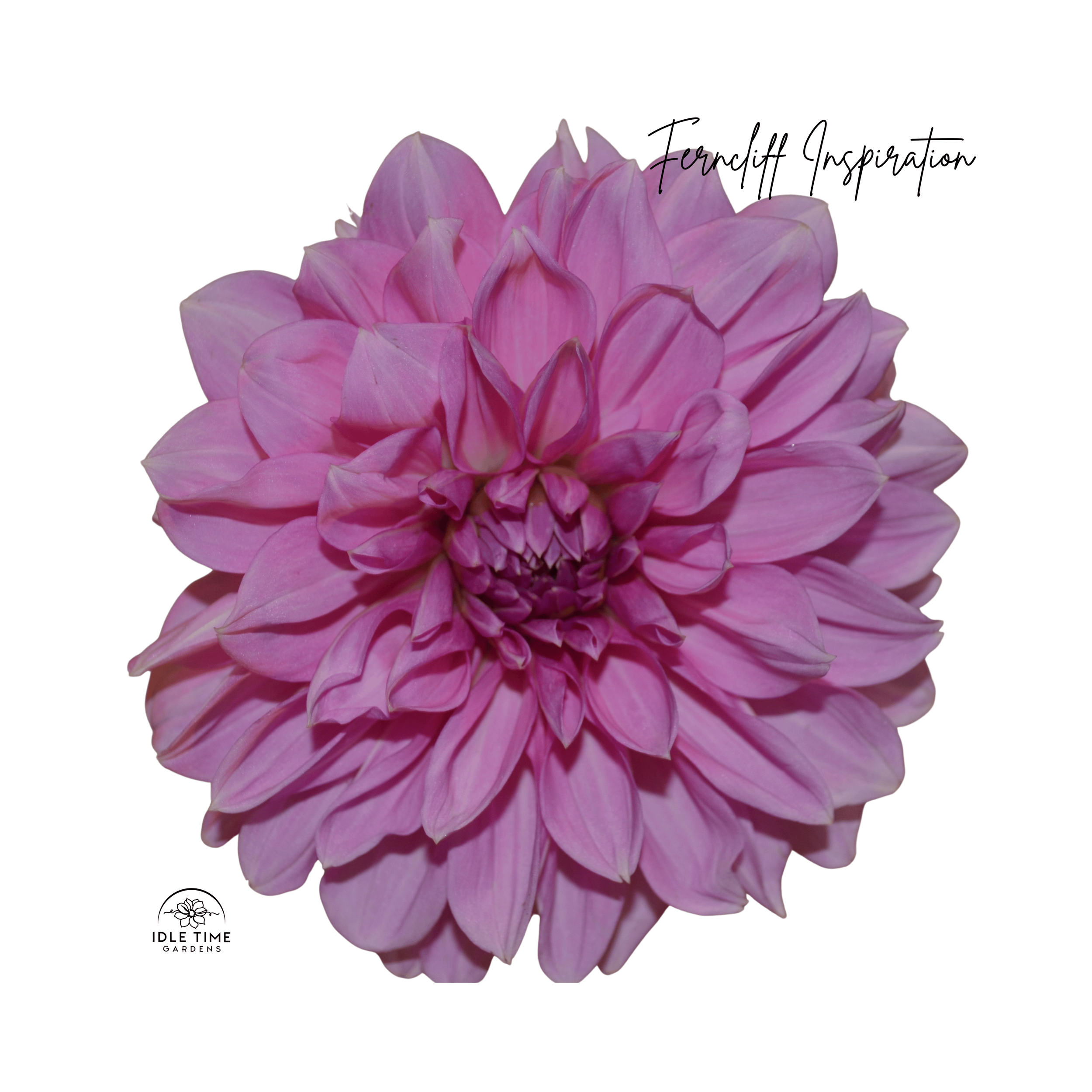 Ferncliff Inspiration - Single.png