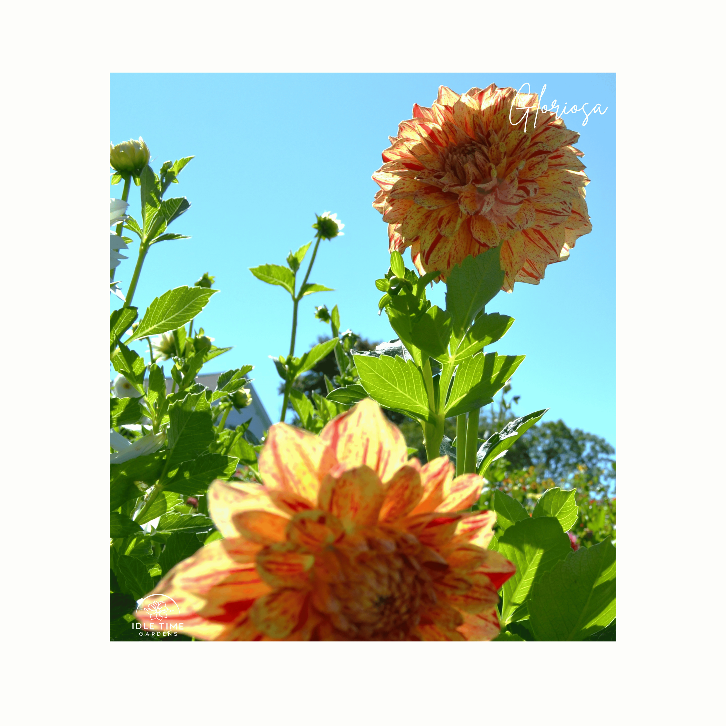 Gloriosa - In Field Group.png