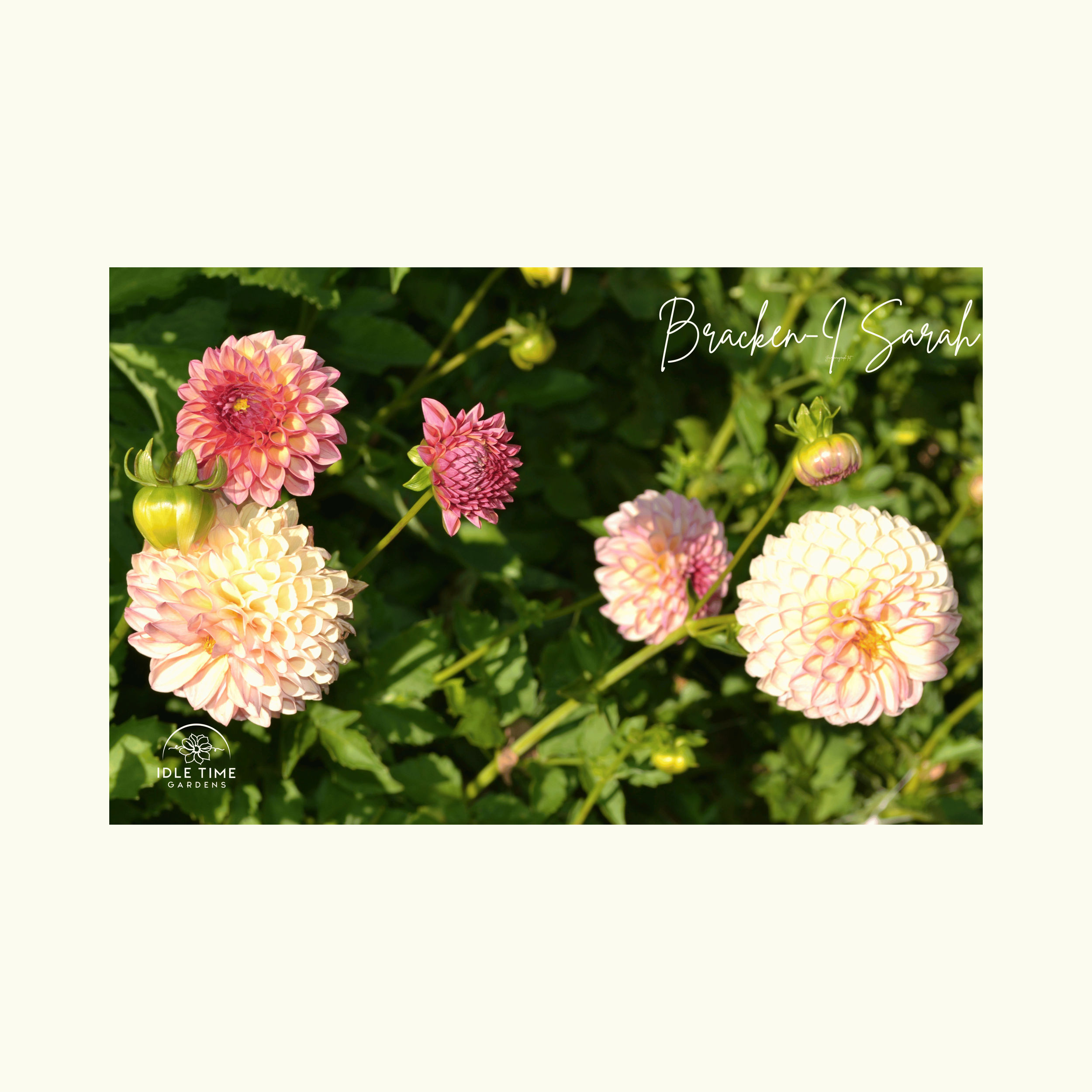 Bracken Sarah - In Field Group .png