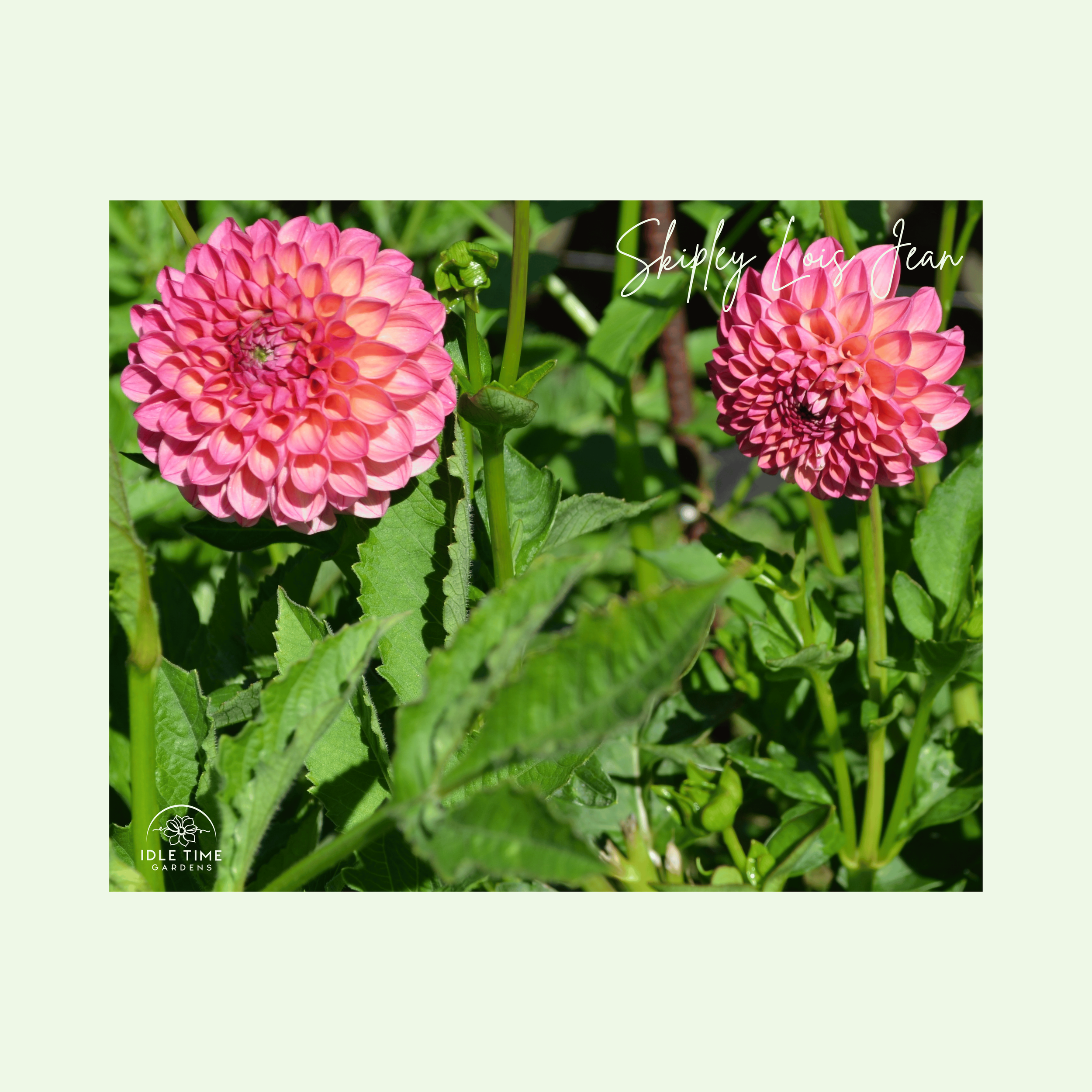 Skipley Lois Jean - In Field Group.png