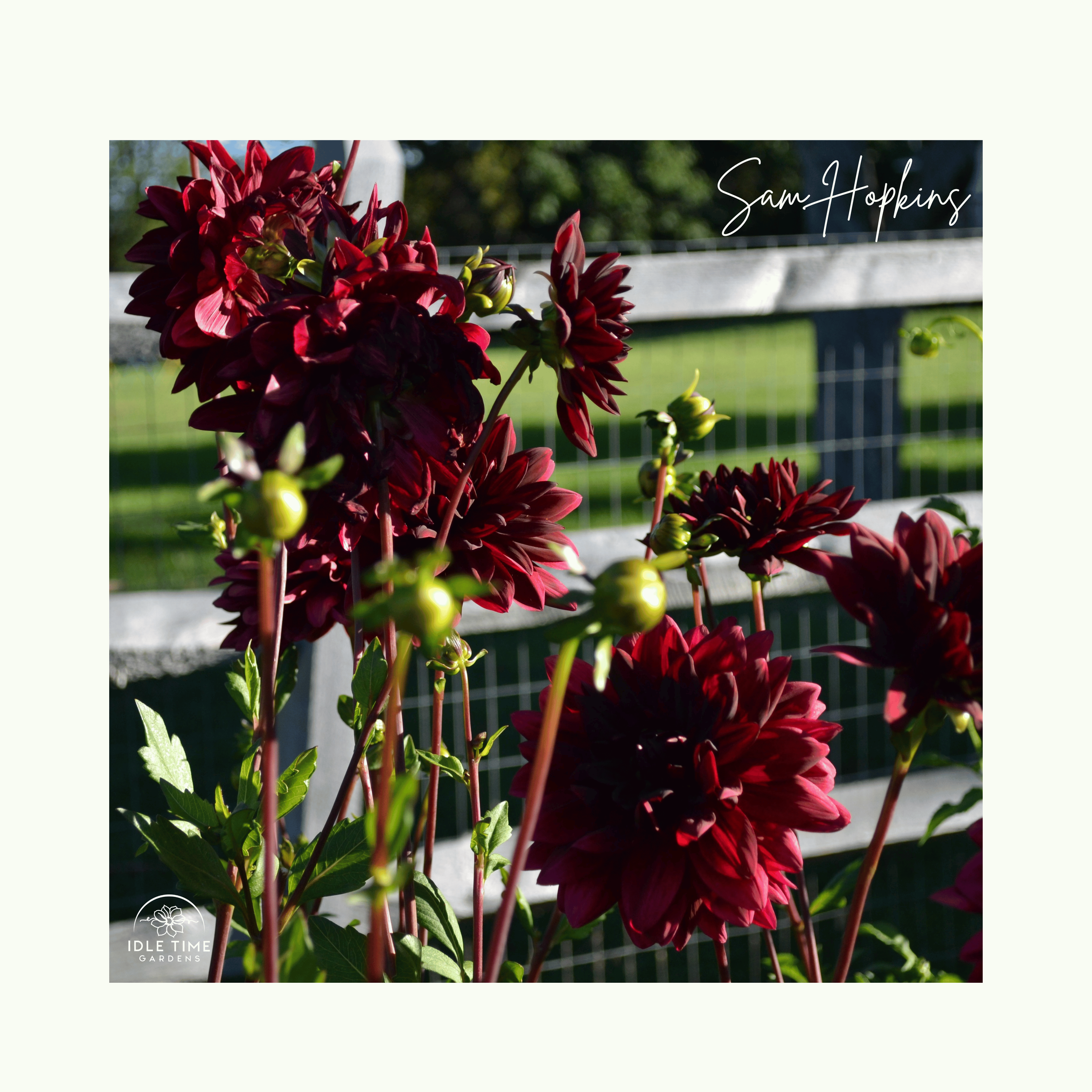 Sam Hopkins - In Field Group.png