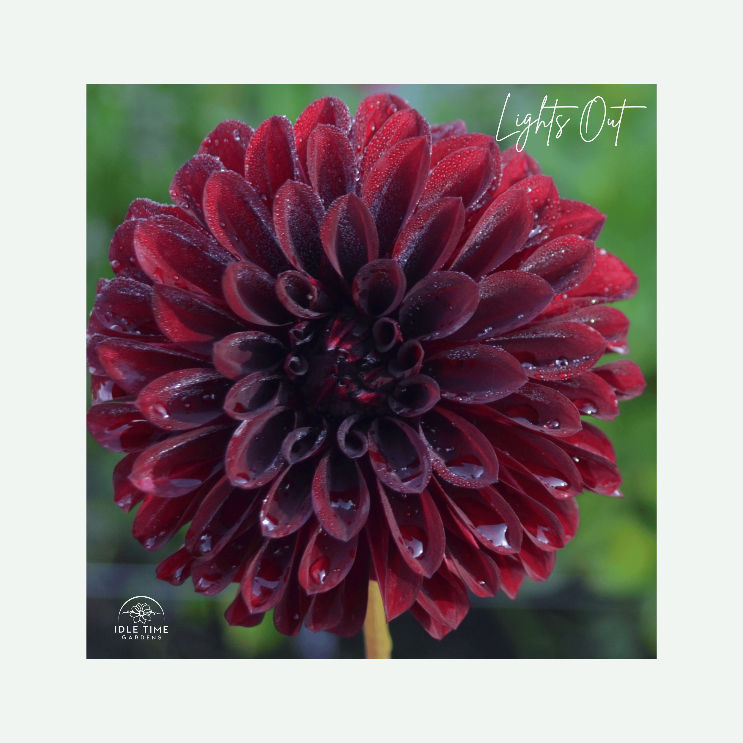 Lights Out - In Field Single.png