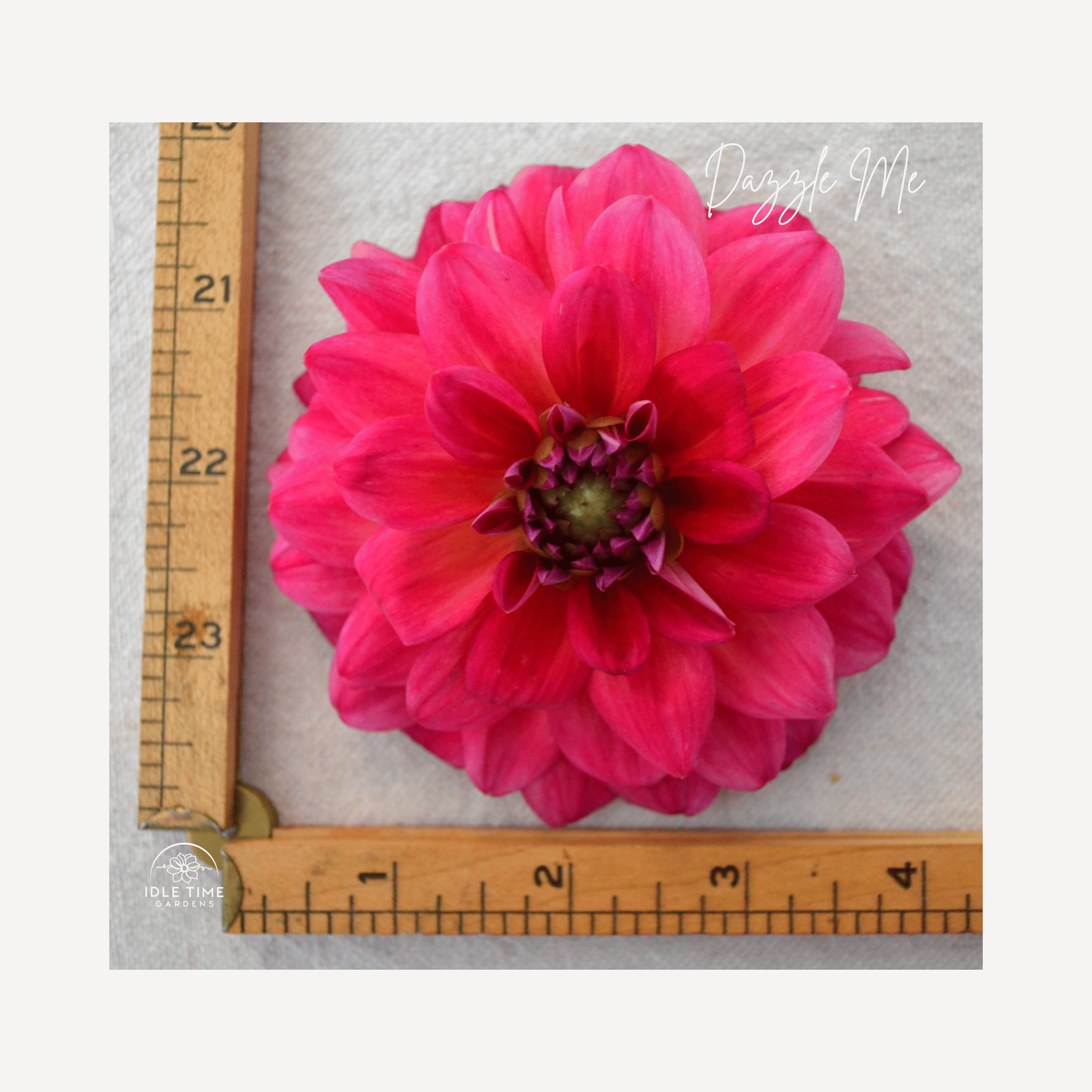 Dazzle Me - Measure.png