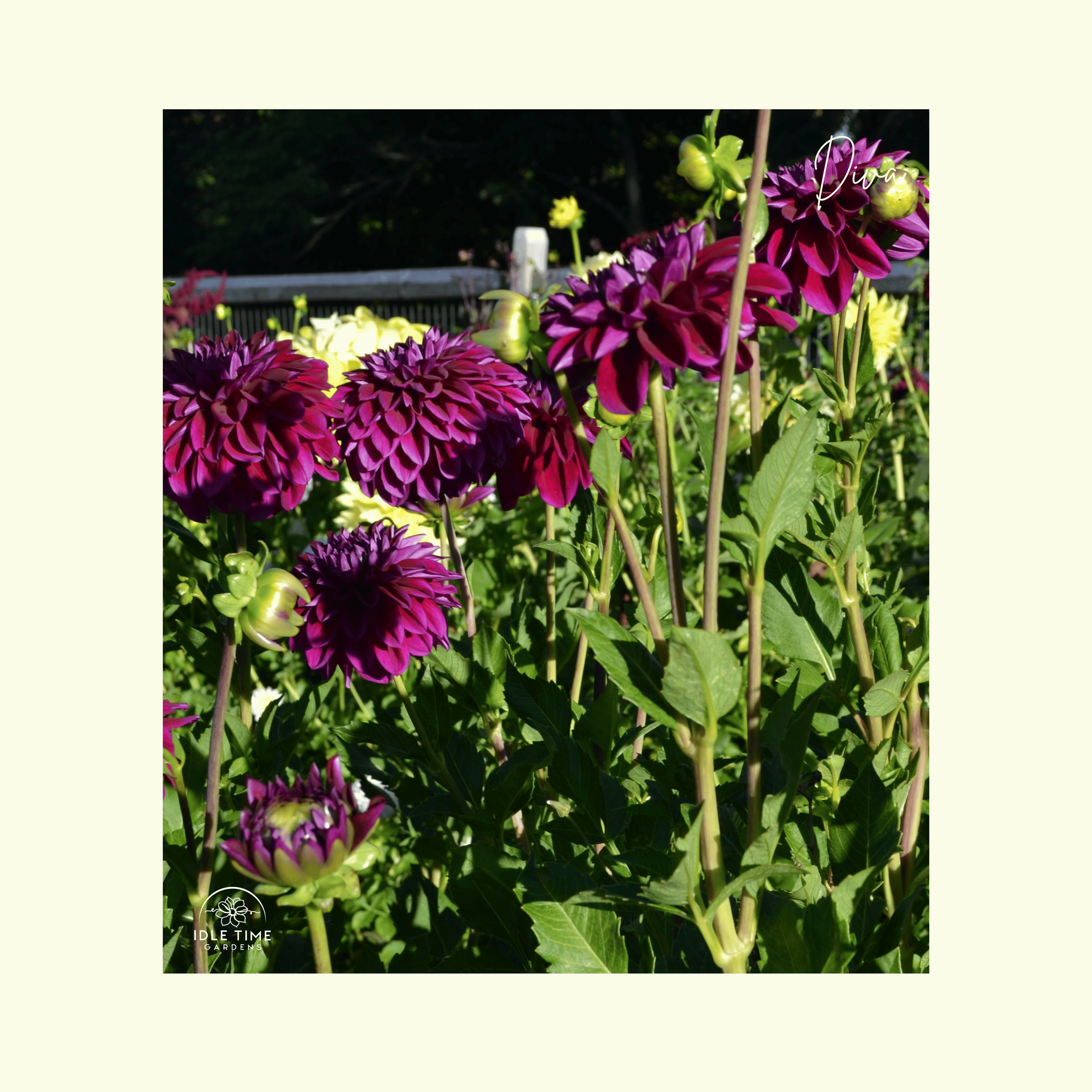 Diva - In Field Group.png