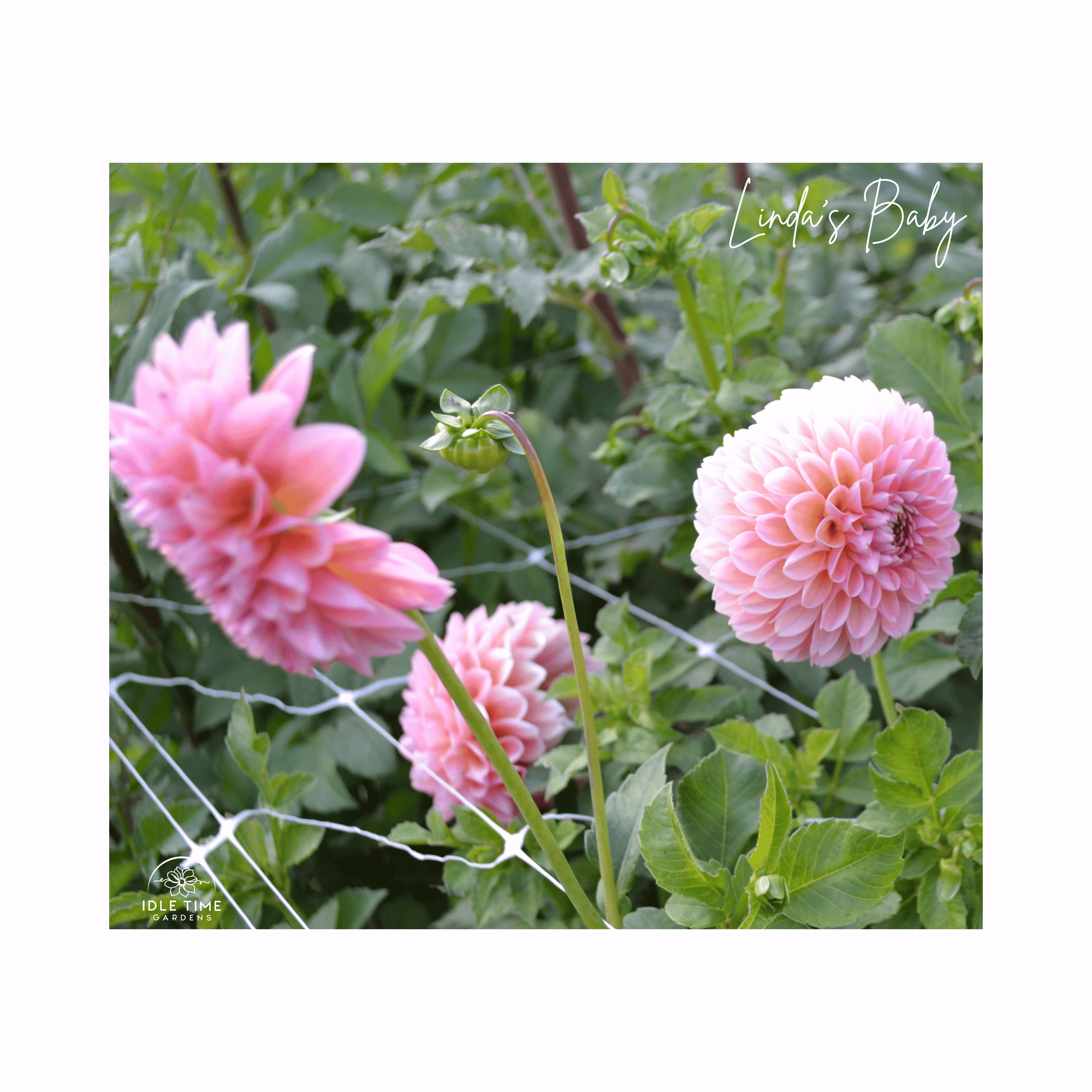 Linda’s Baby - In Field Group.png