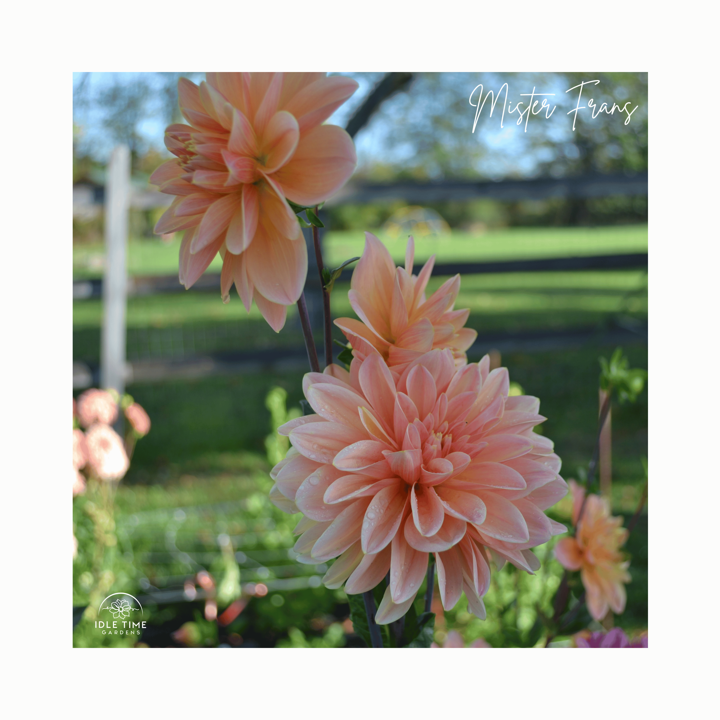 Mister Frans In Field Group.png