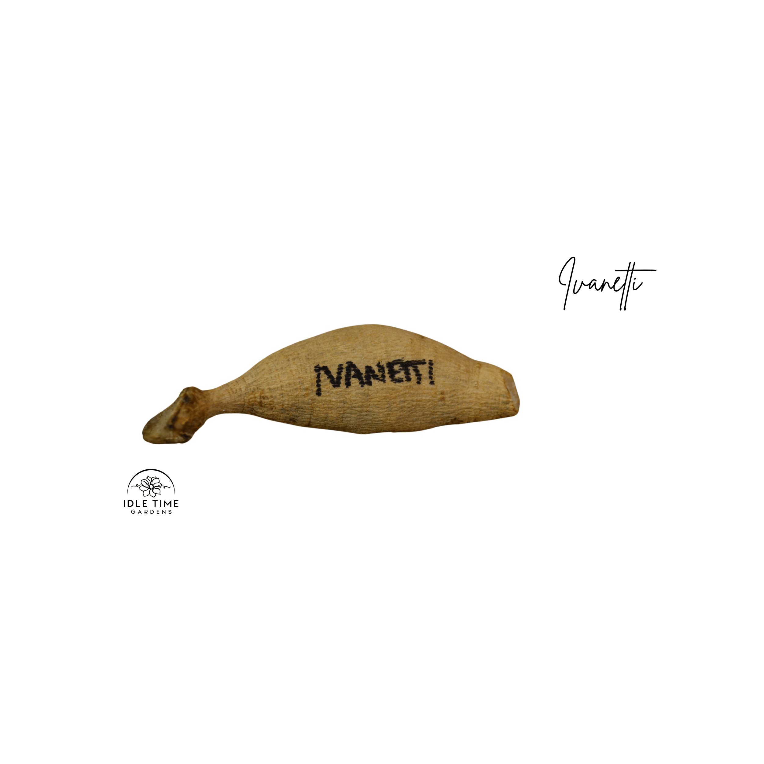 Ivanetti Tuber WT.png