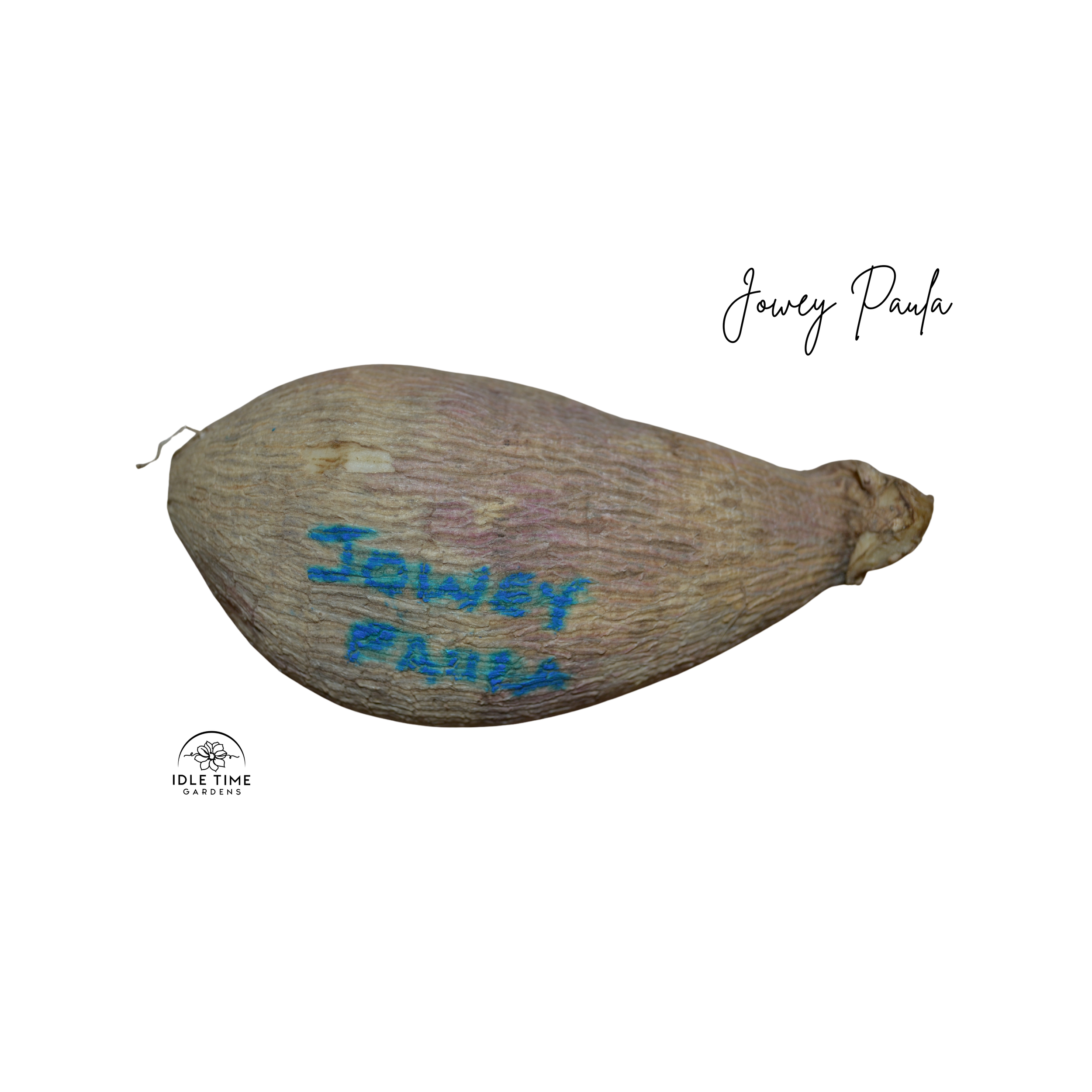 Jowey Paula Tuber WT.png