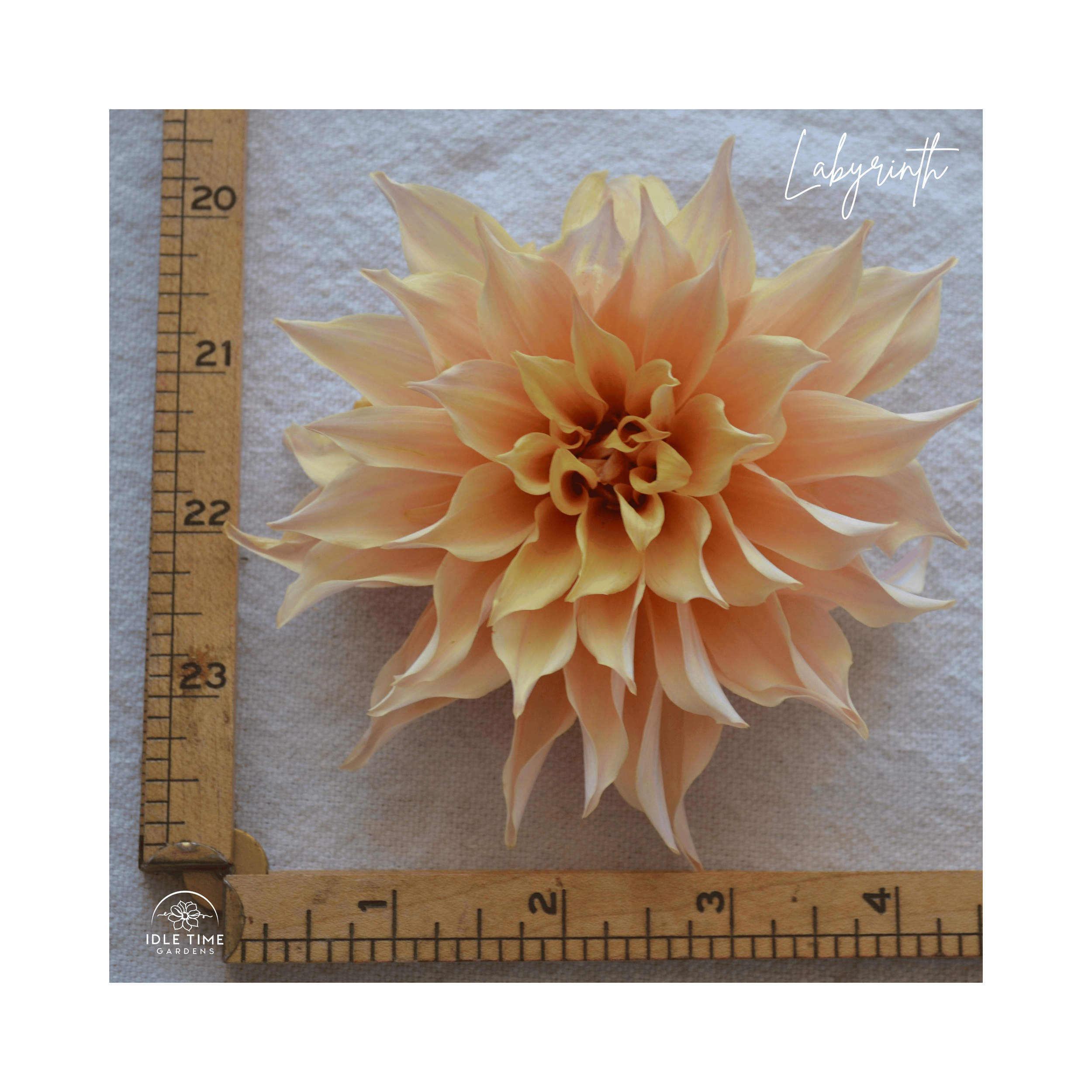 Labyrinth - Measure.png