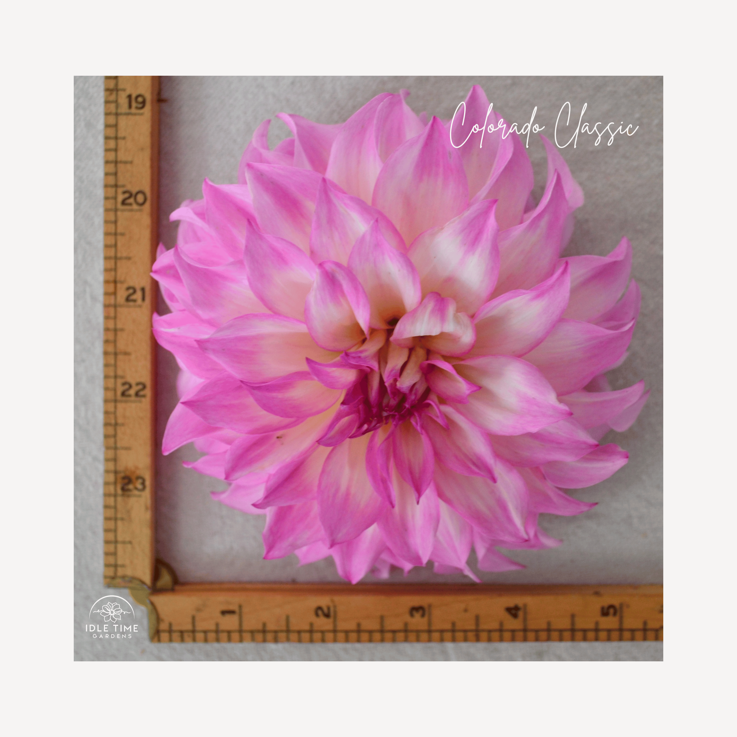 Colorado Classic - Measure.png