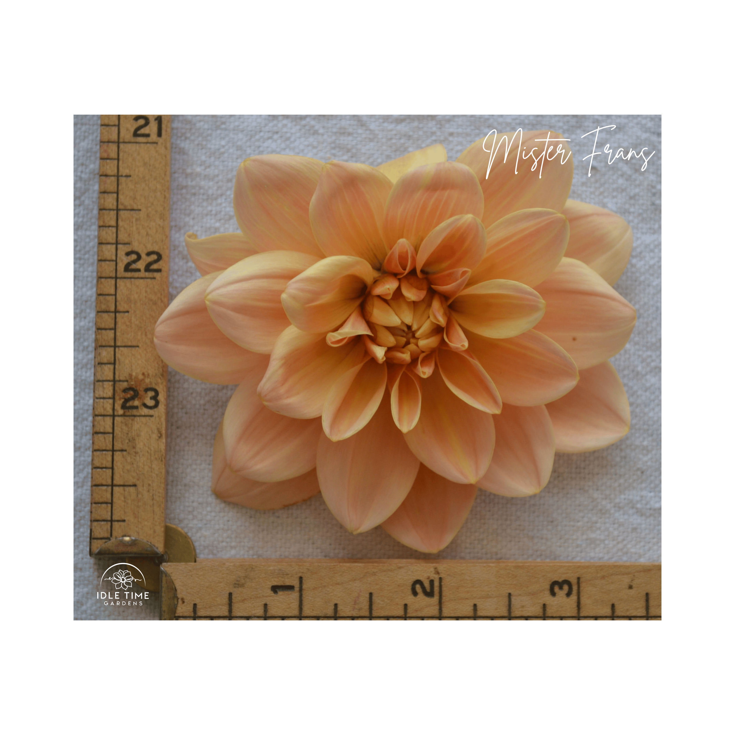 Mister Frans - Measure.png