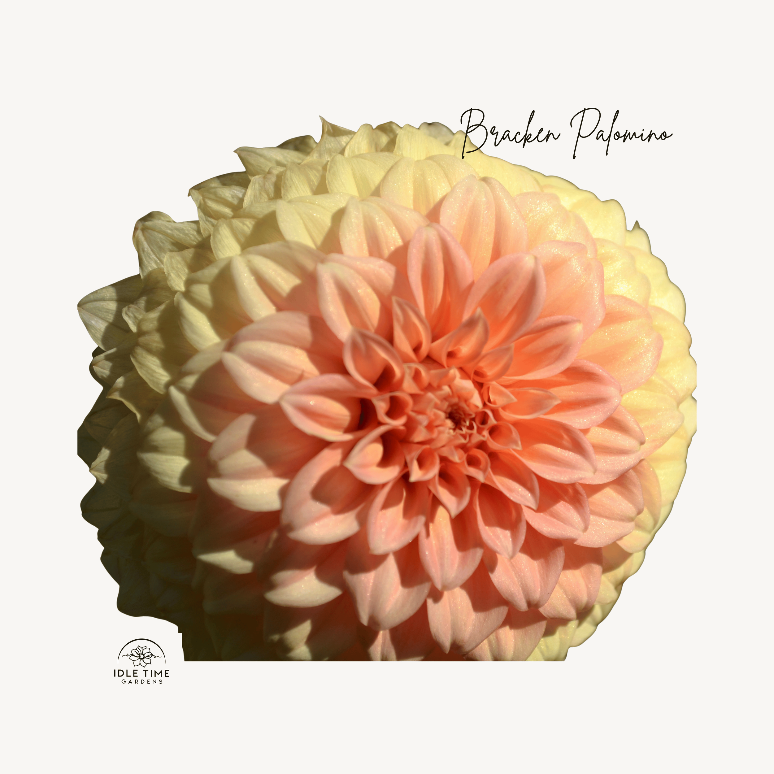 Bracken Palomino - Single.png