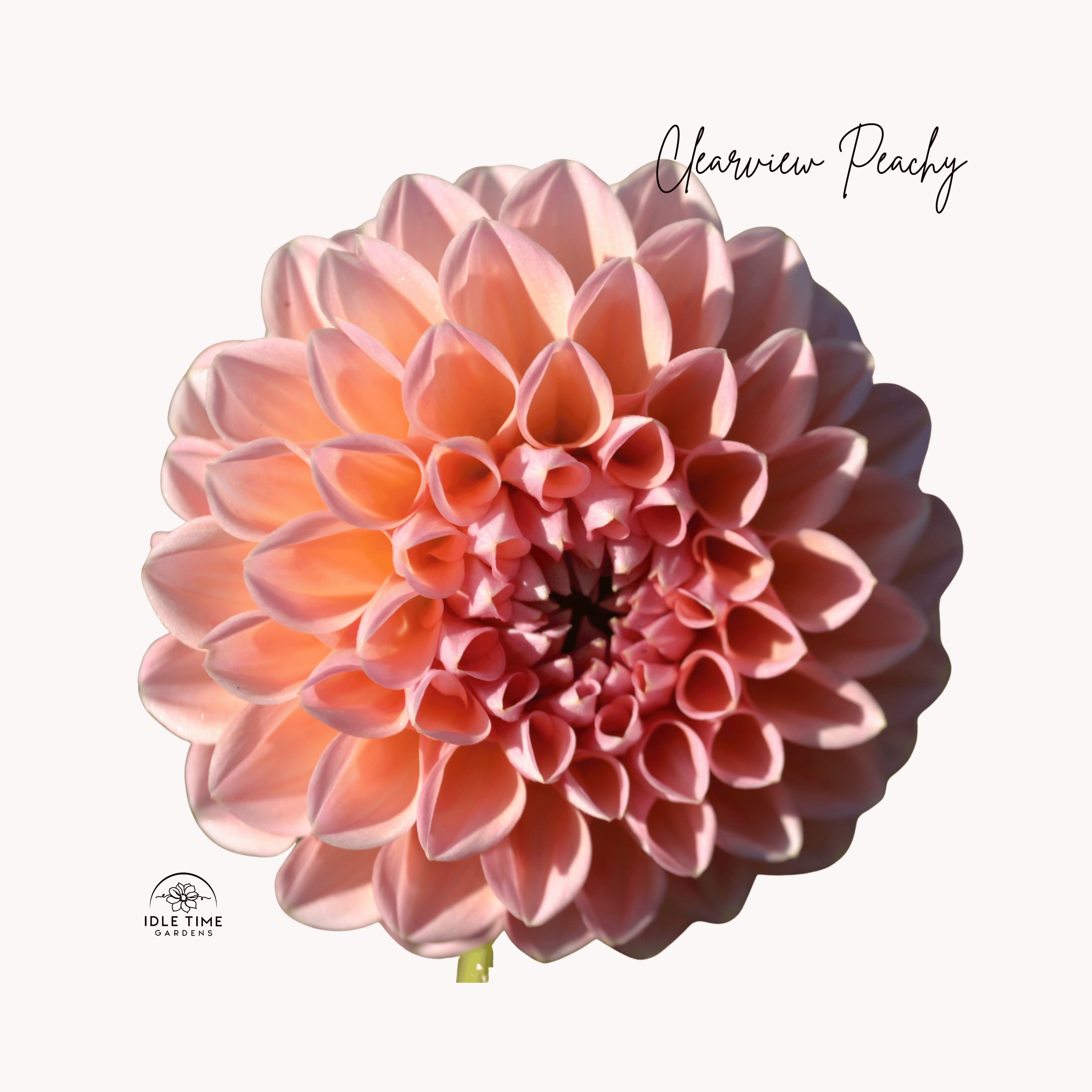 Clearview Peachy - Single.png