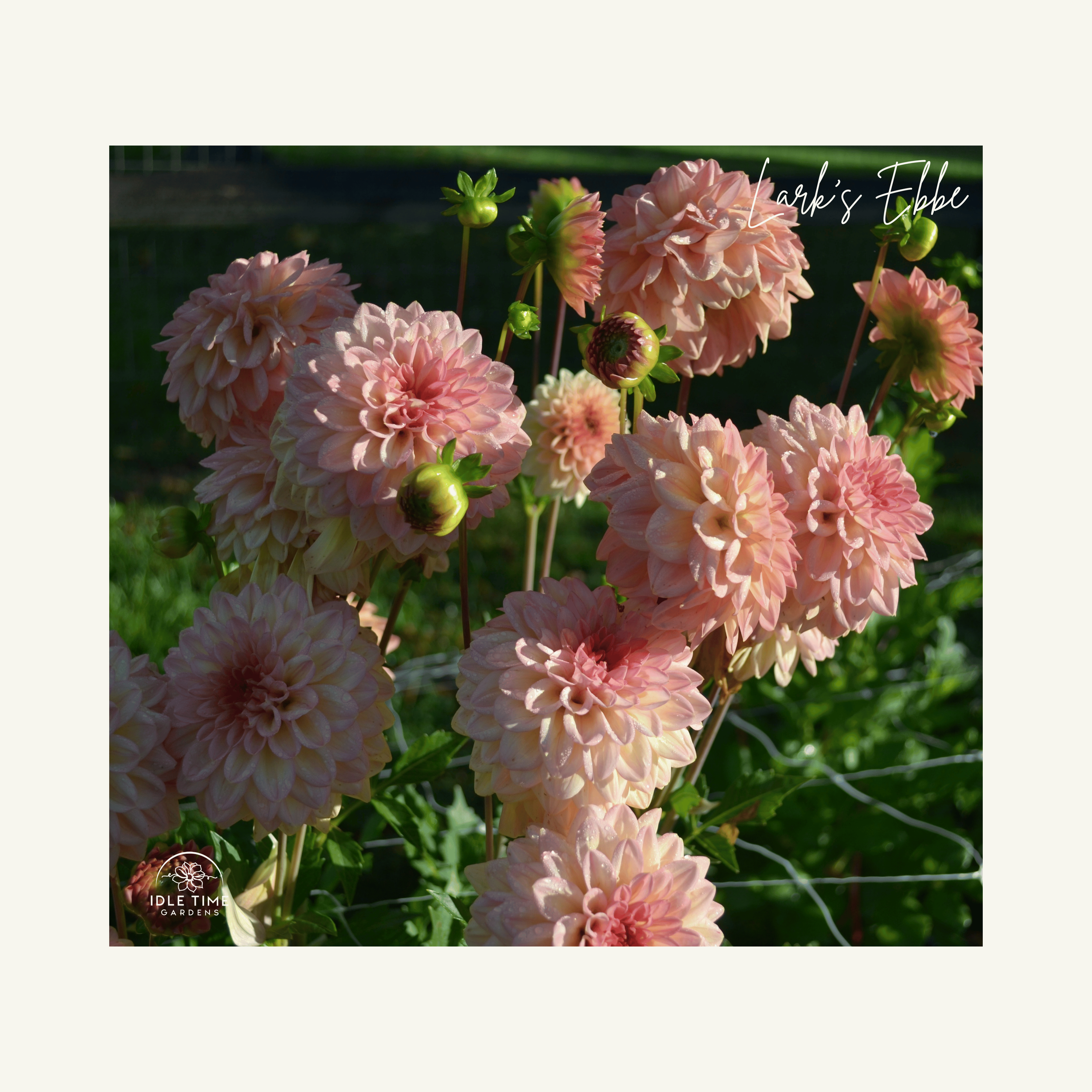 Lark’s Ebbe - In Field Group.png