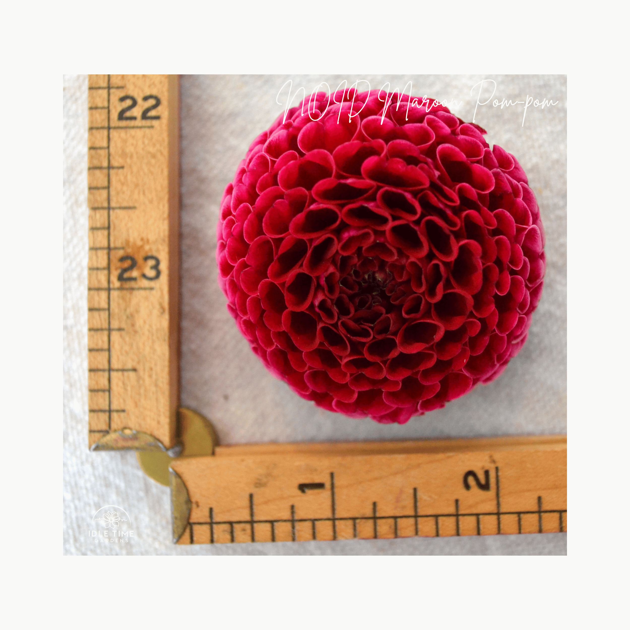 NOID Maroon Pom-pom - Measure.png