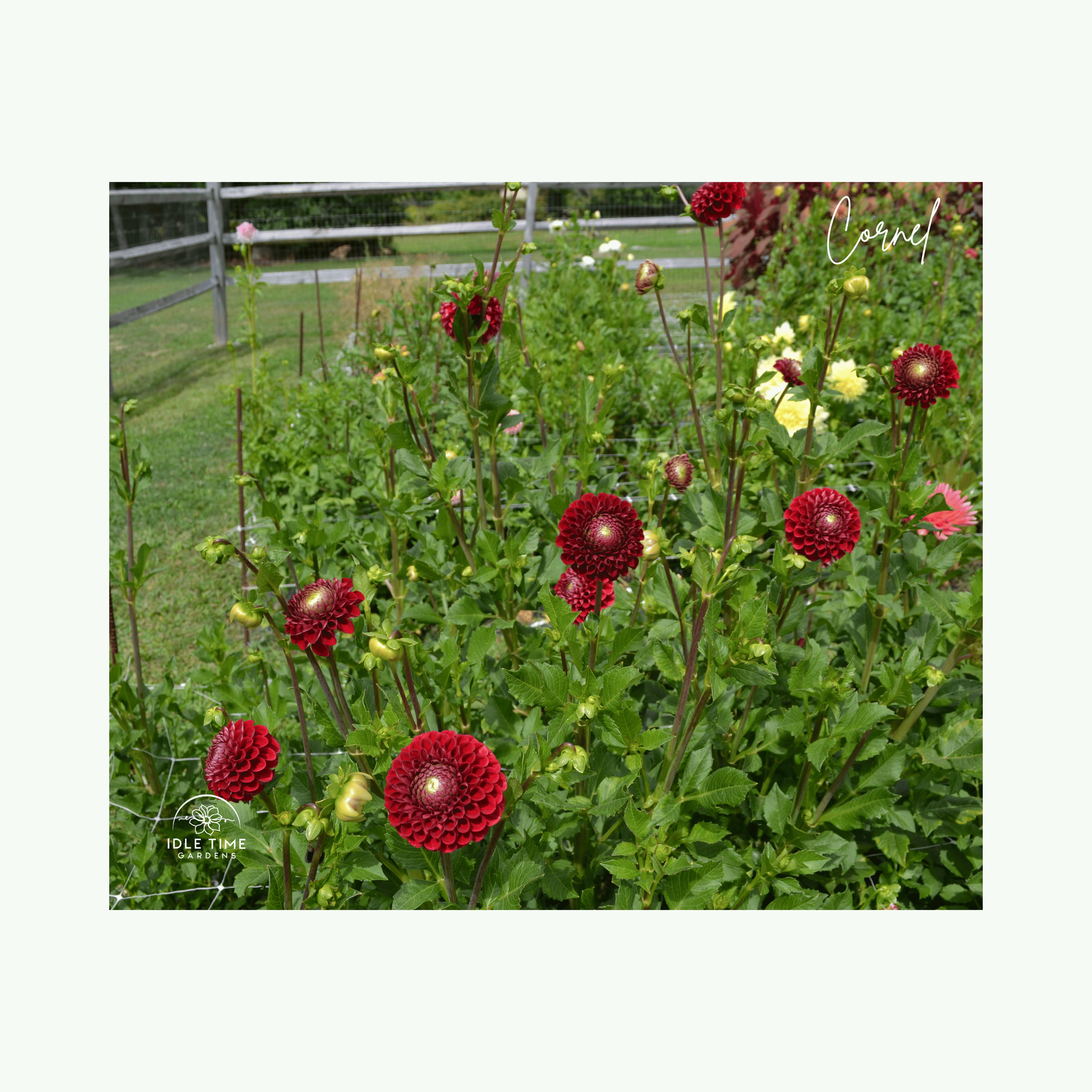 Cornel - In Field Group.png