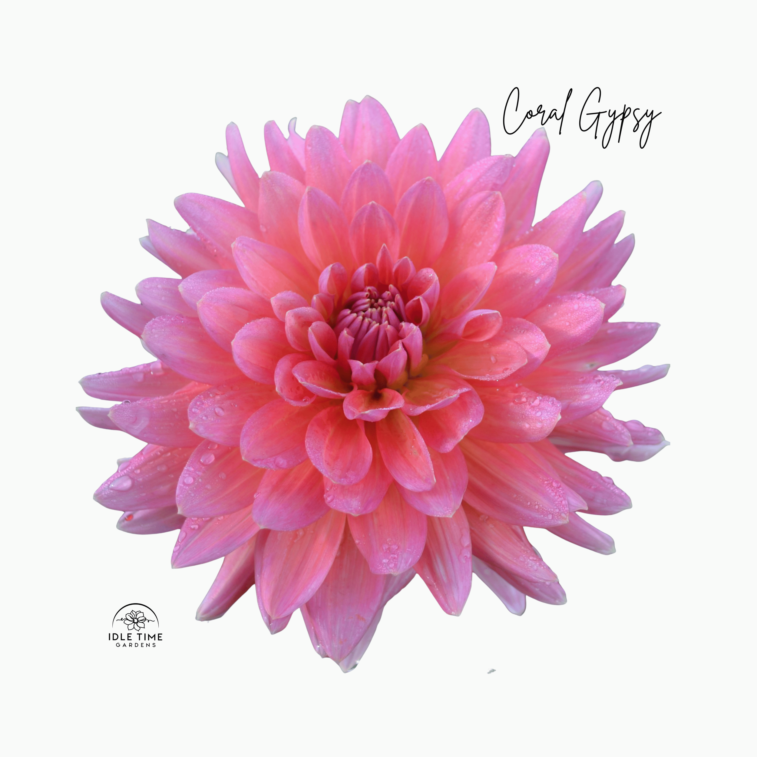 Coral Gypsy - Single.png