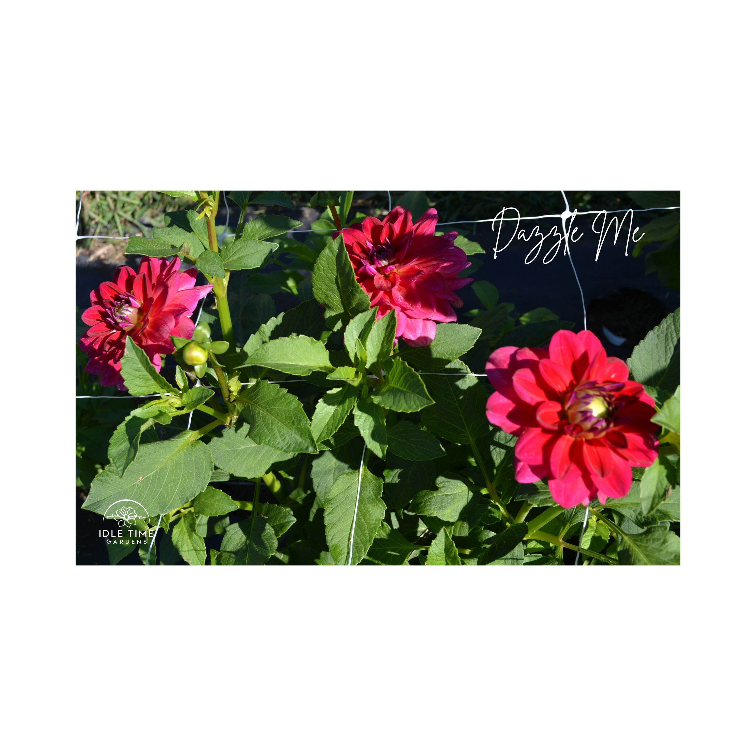 Dazzle Me - In Field Group (1).png