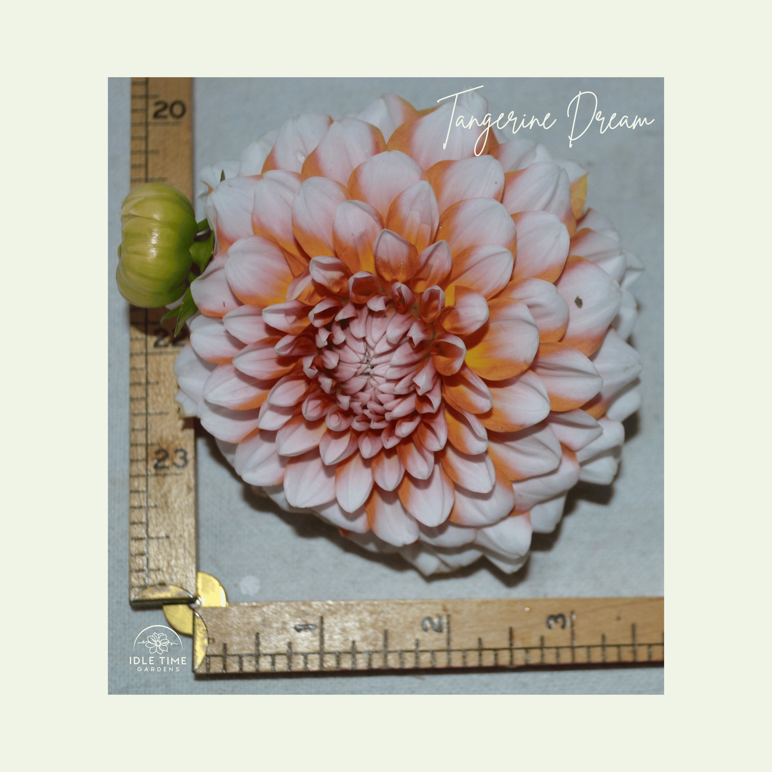 Tangerine Dream - Measure.png