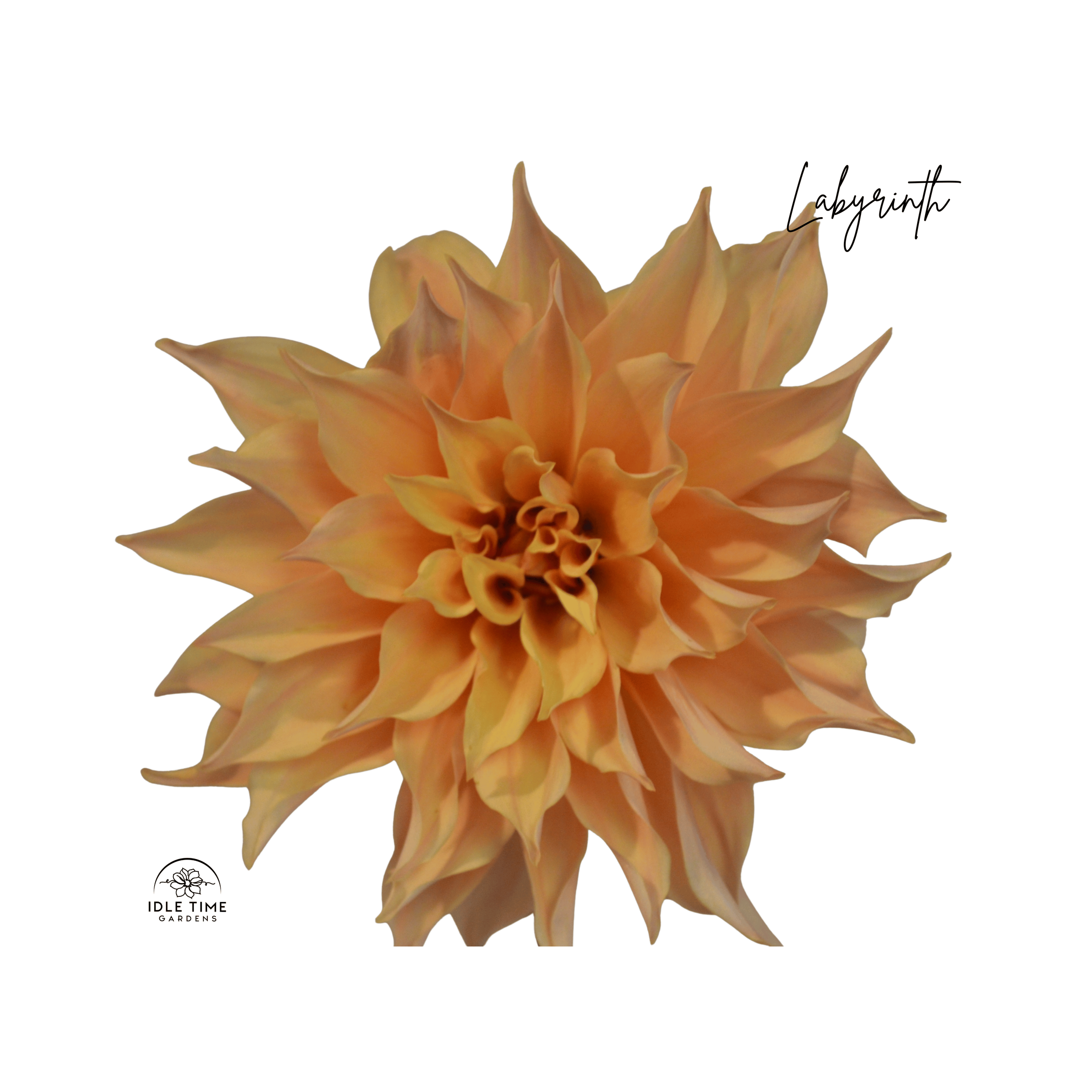 Labyrinth - Single.png