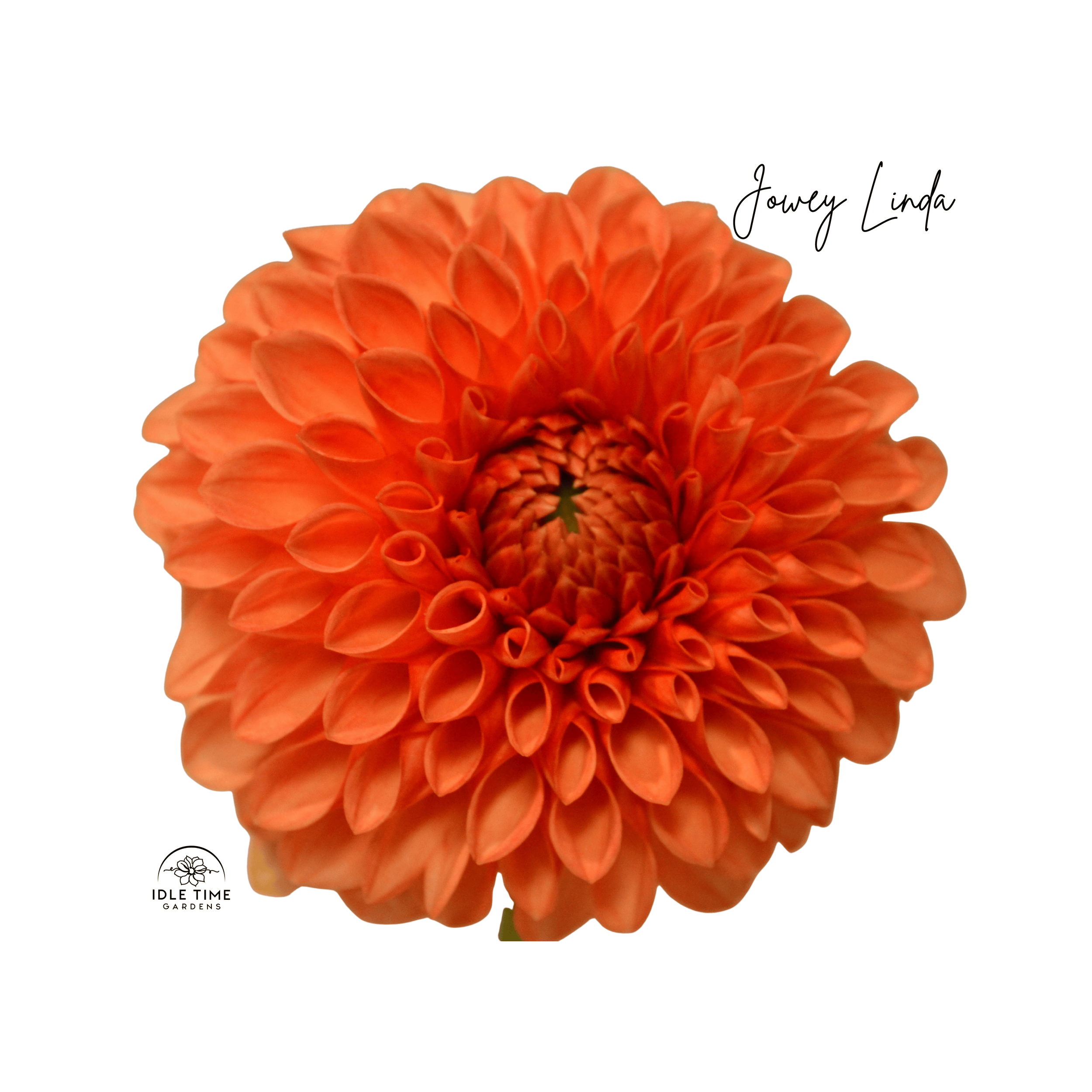 Jowey Linda - Single.png