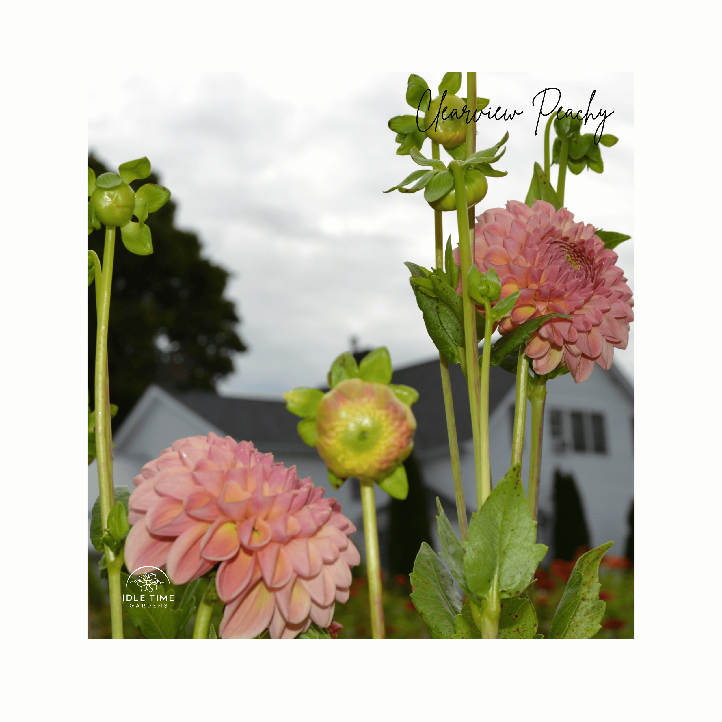 Clearview Peachy - In Field Group.png