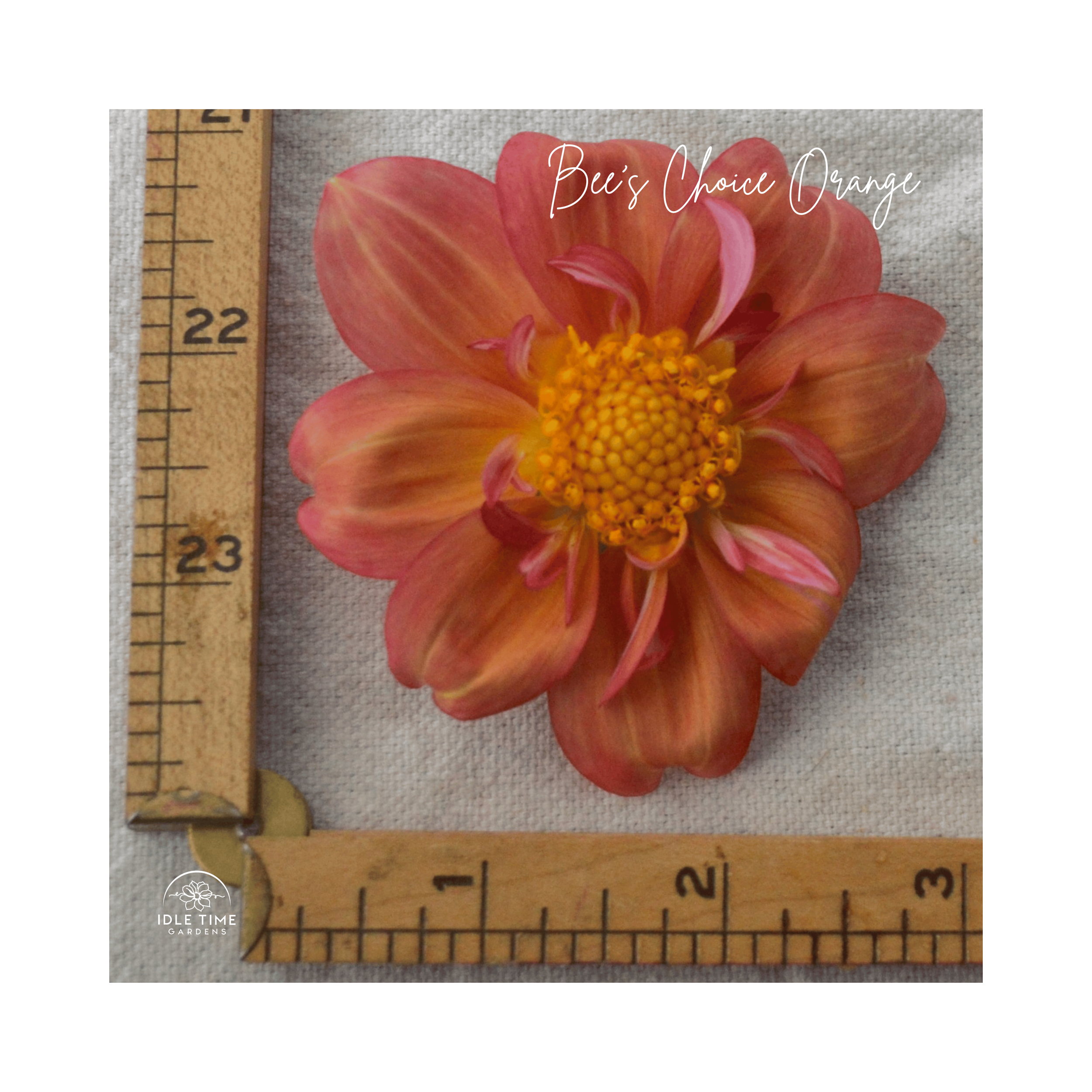 Bee's Choice Orange - Measure (1).png