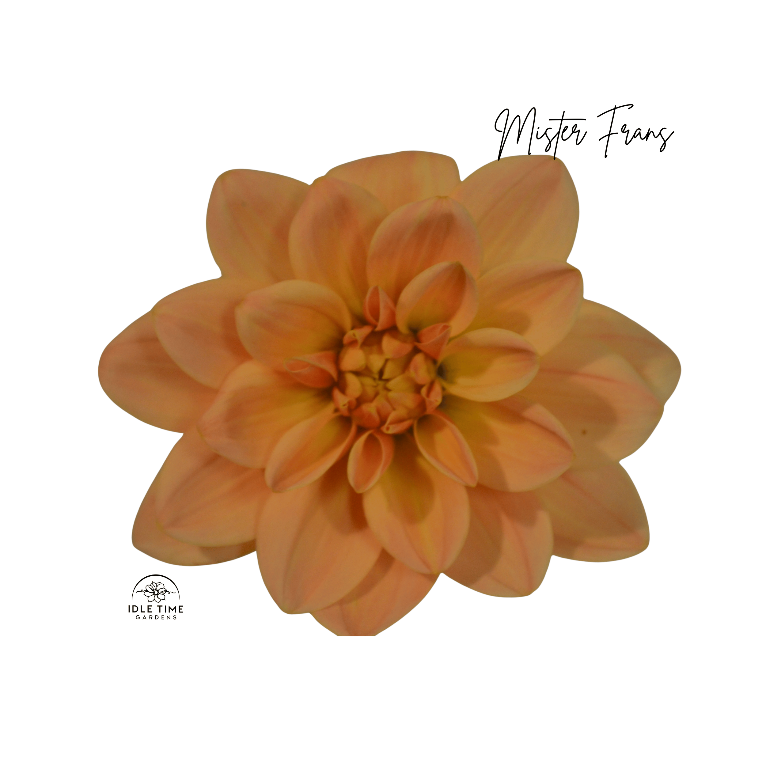 Mister Frans - Single.png