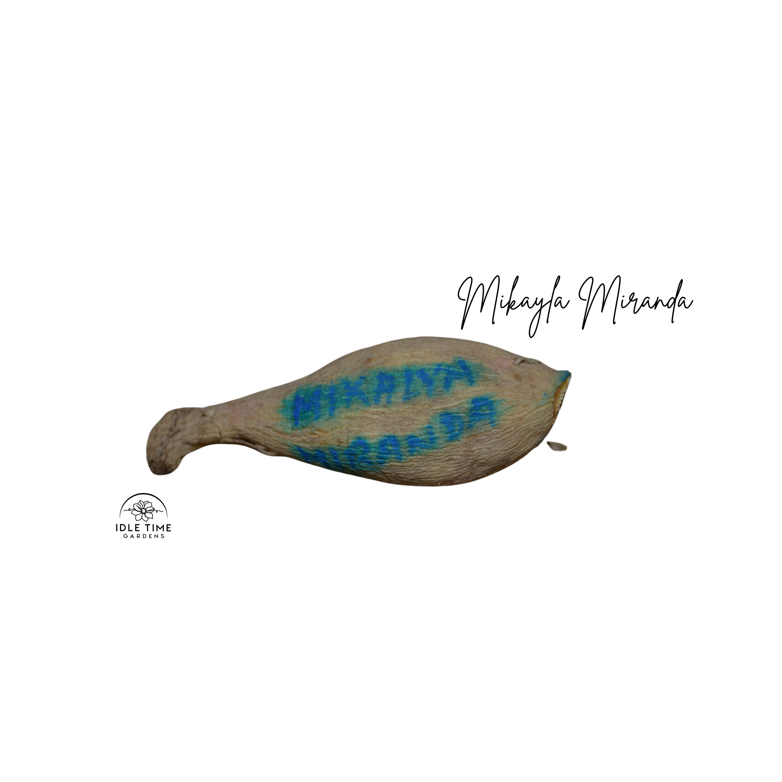 Mikayla Miranda Tuber WT.png