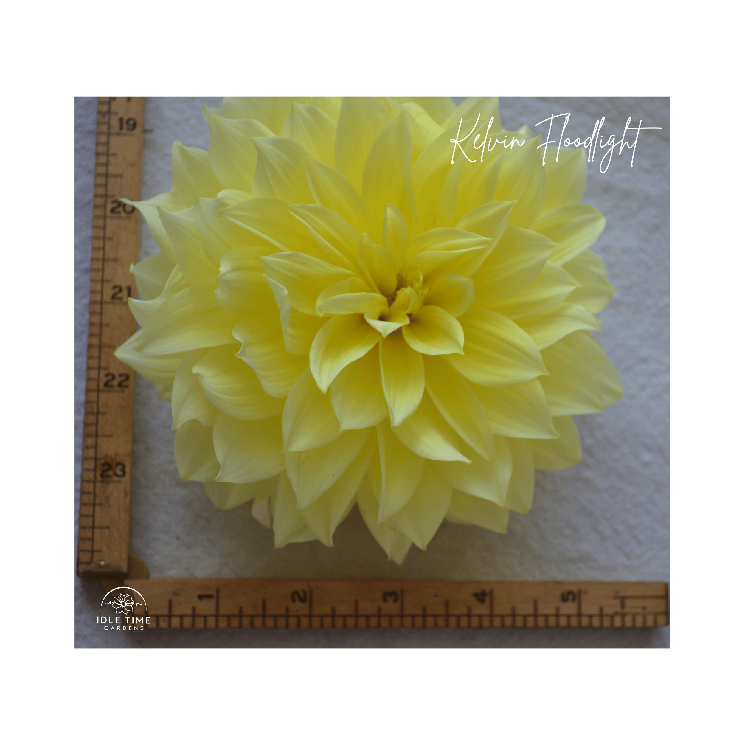 Kelvin Floodlight - Measure.png